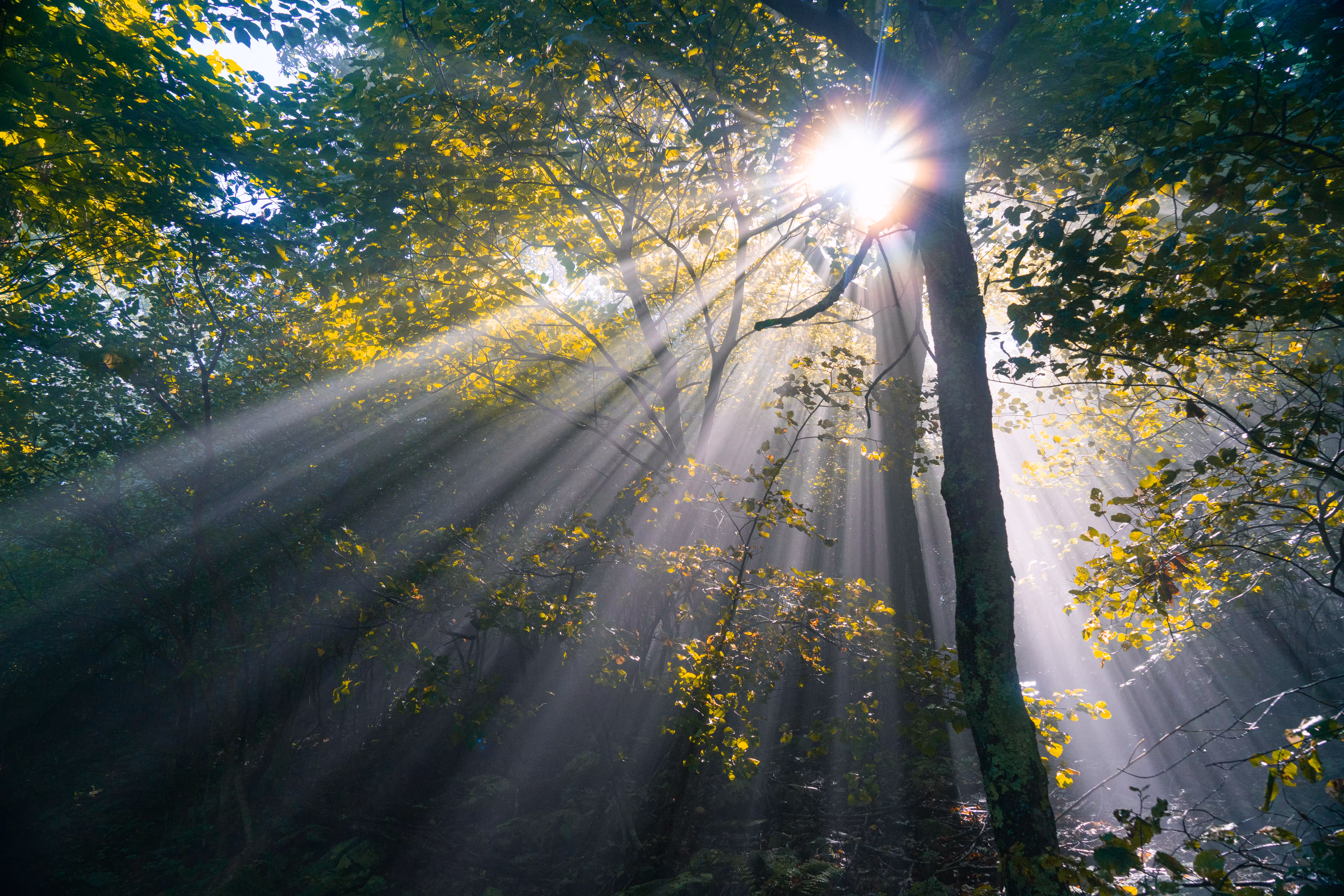 Mystic Forest
