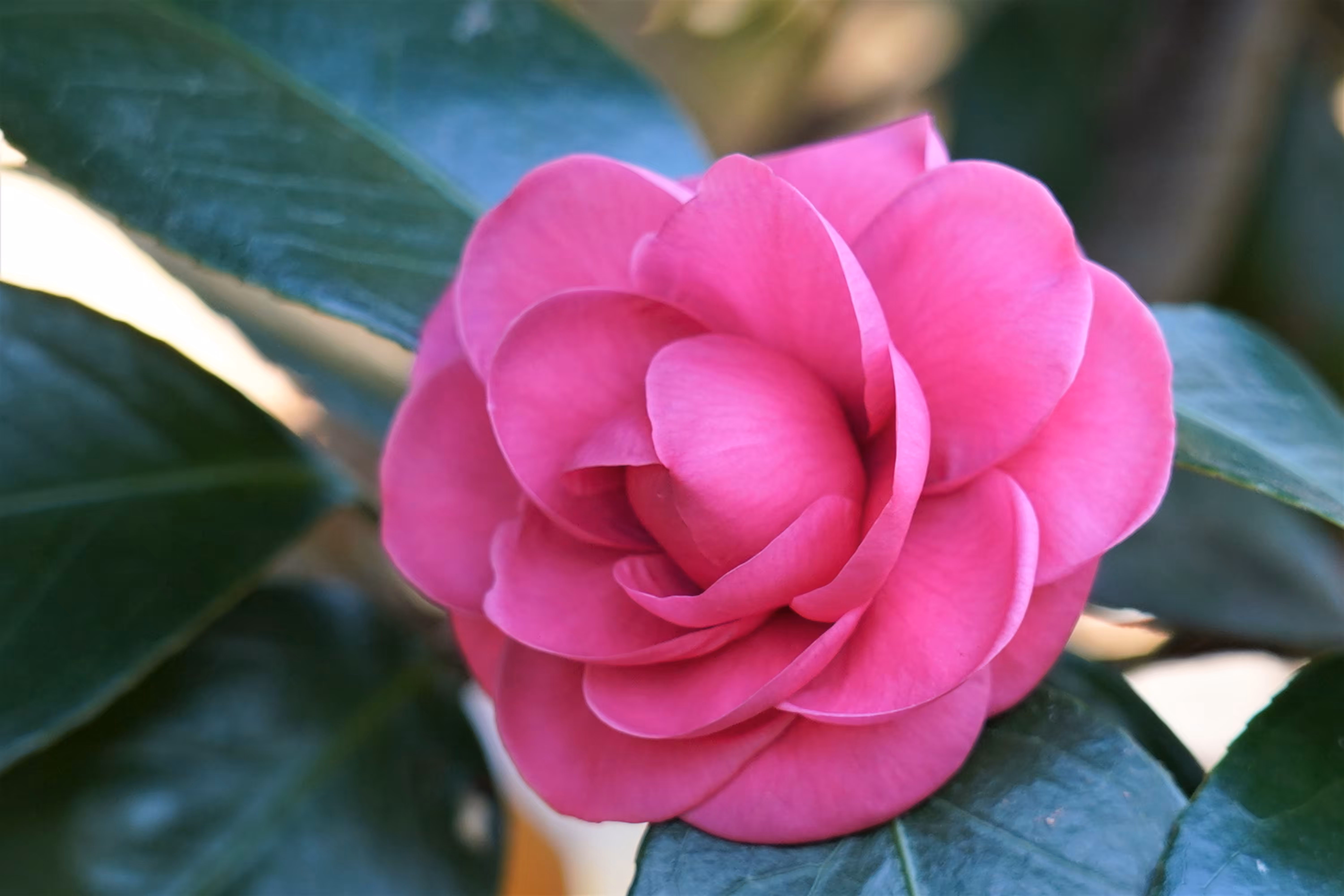 Camellia "beniotome"
