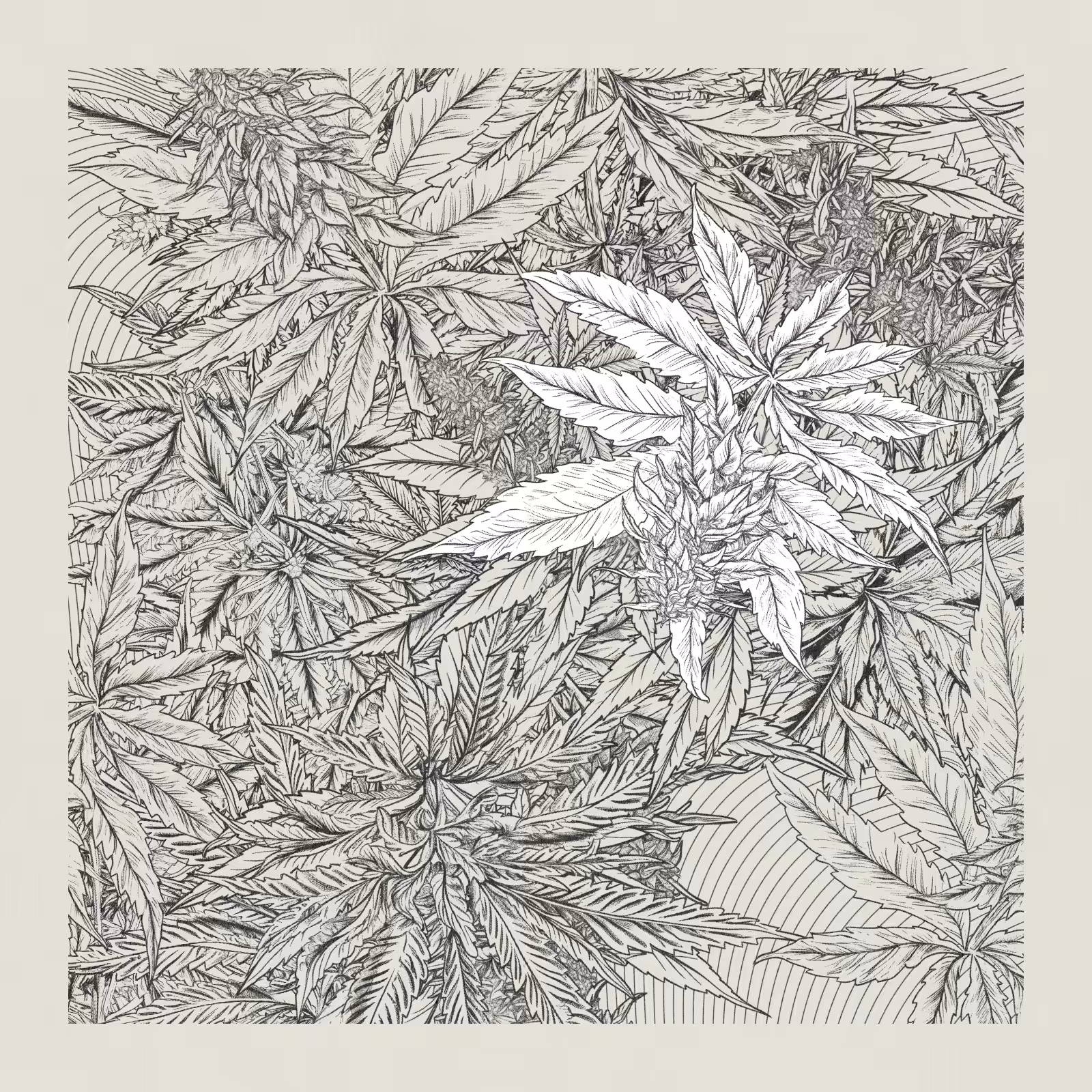 zancannabis #357