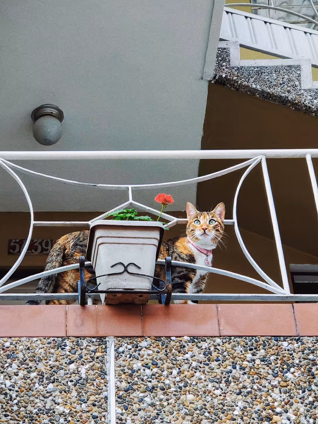 🐈‍⬛  Cats on Balconies 🐈