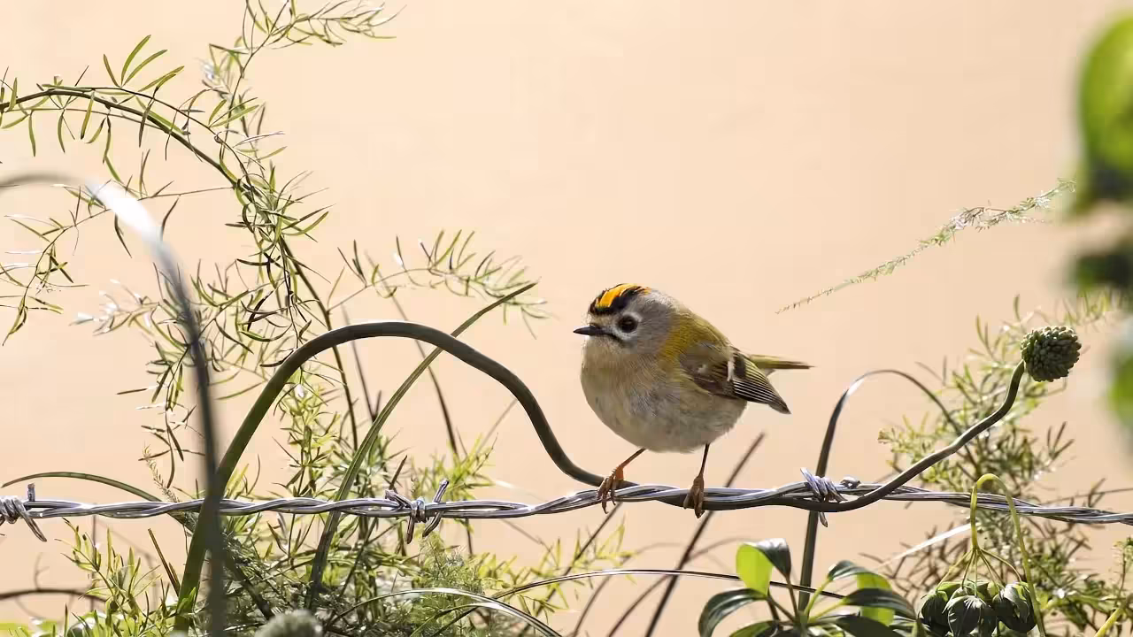 Birds Observations: Songly, In the Tangle