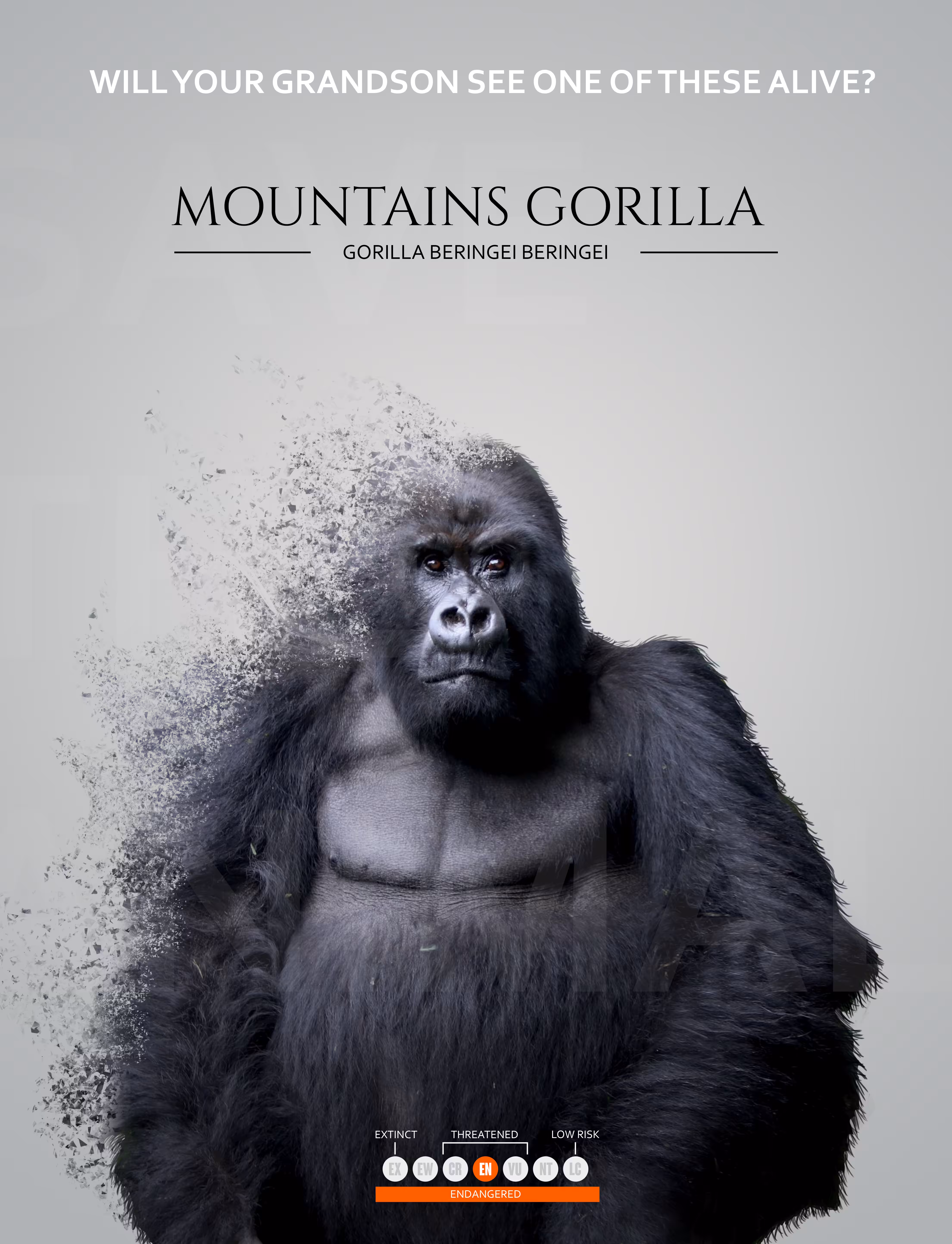 Gorilla - Save the animals