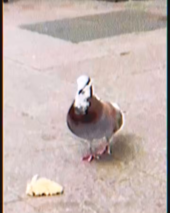 JAPAN PIDGE