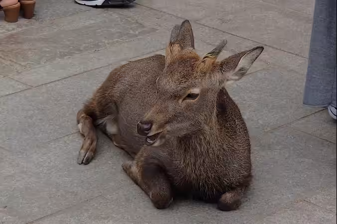 DEER日本鹿