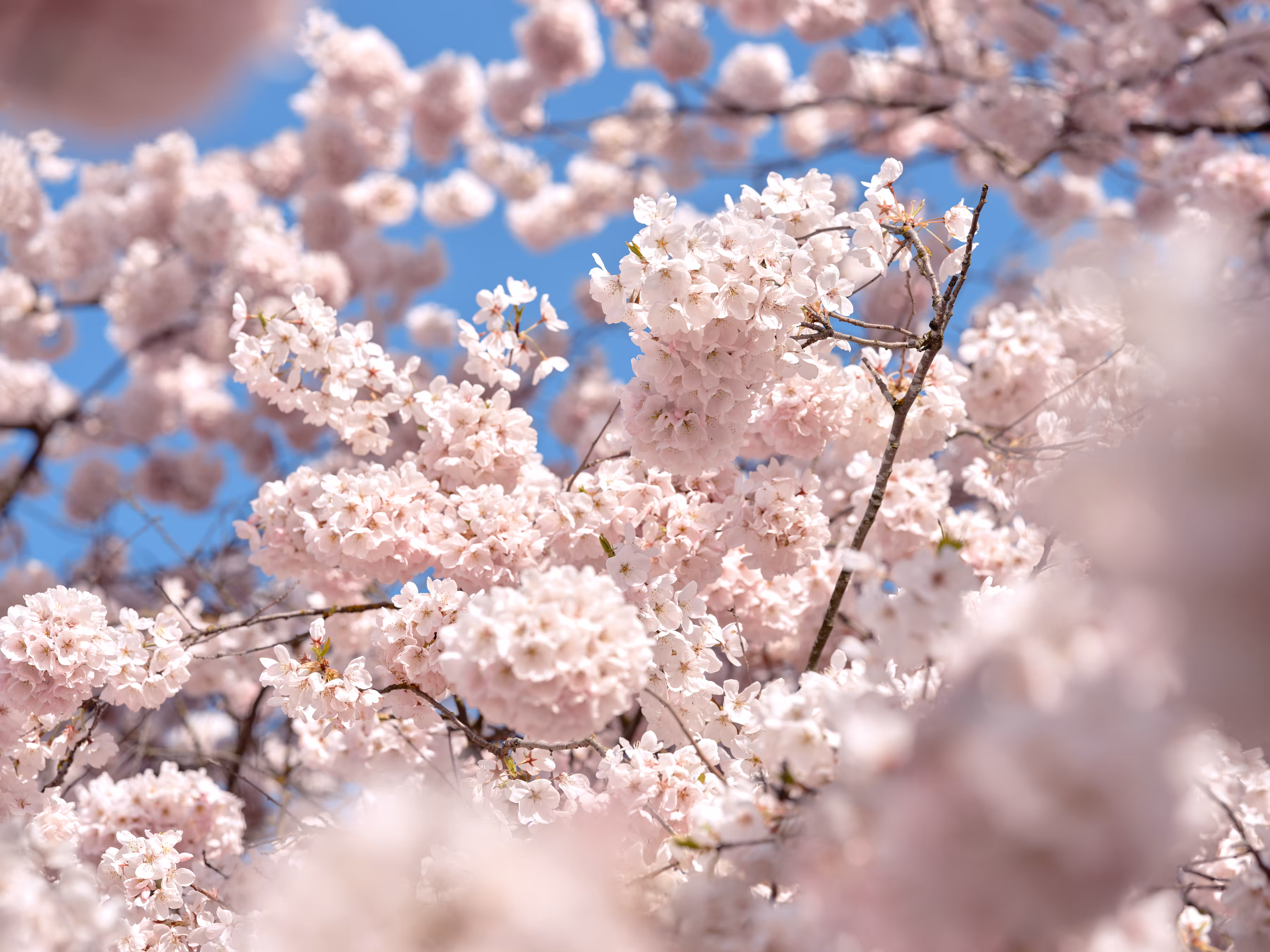Cherry Blossoms