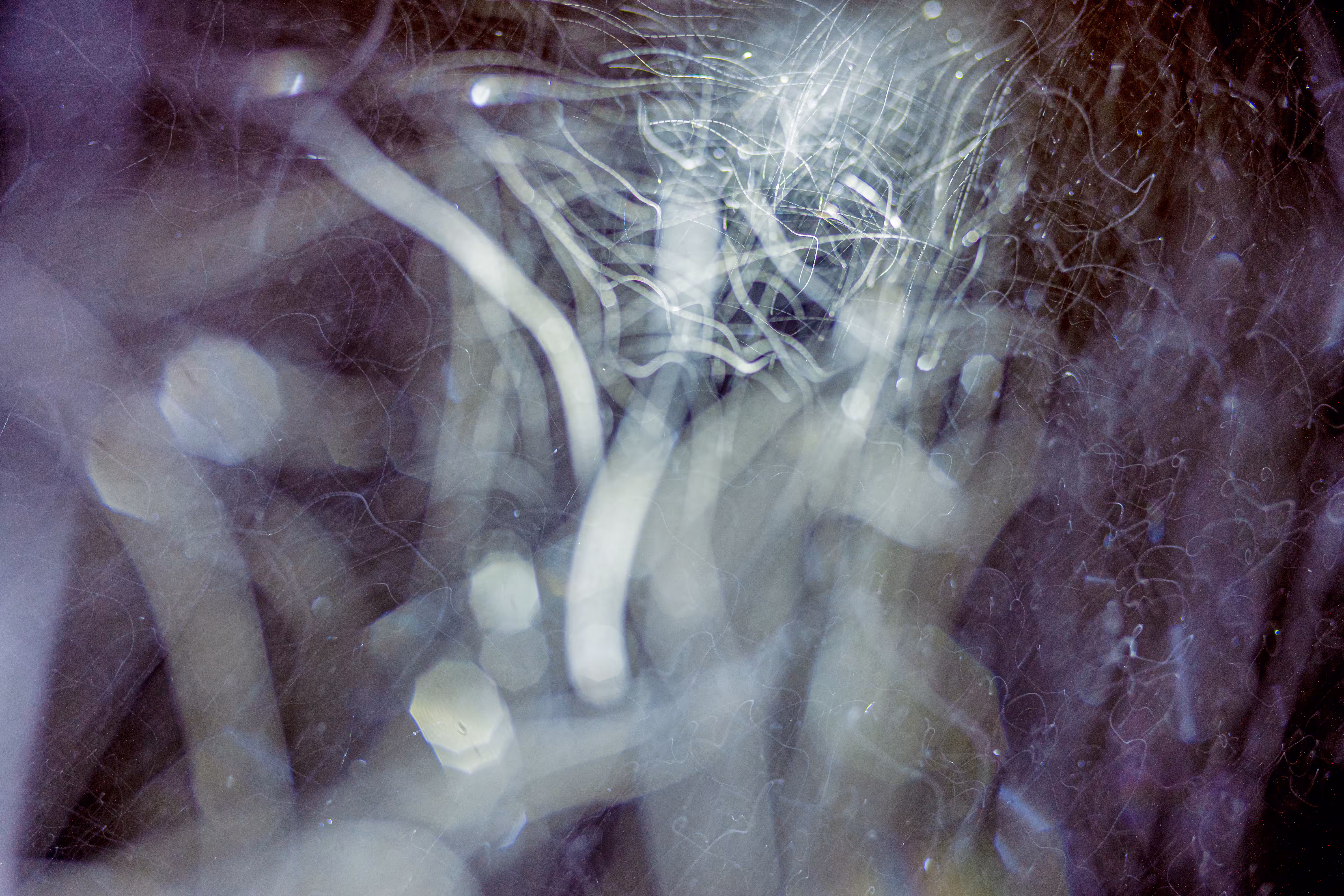 GISELXLIGHTSLURRY: L1210354 : An omen of the skies