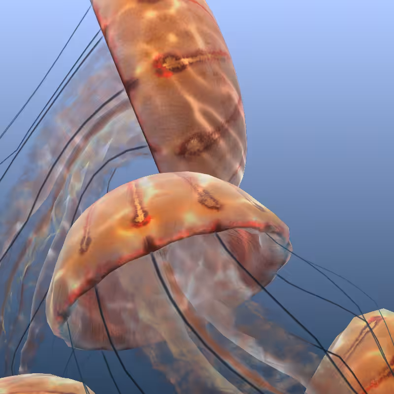 Jellyfish #27