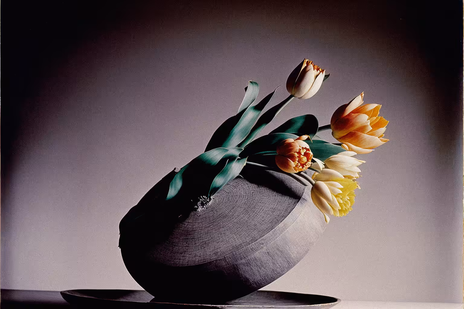Tulip, C-41, 1979
