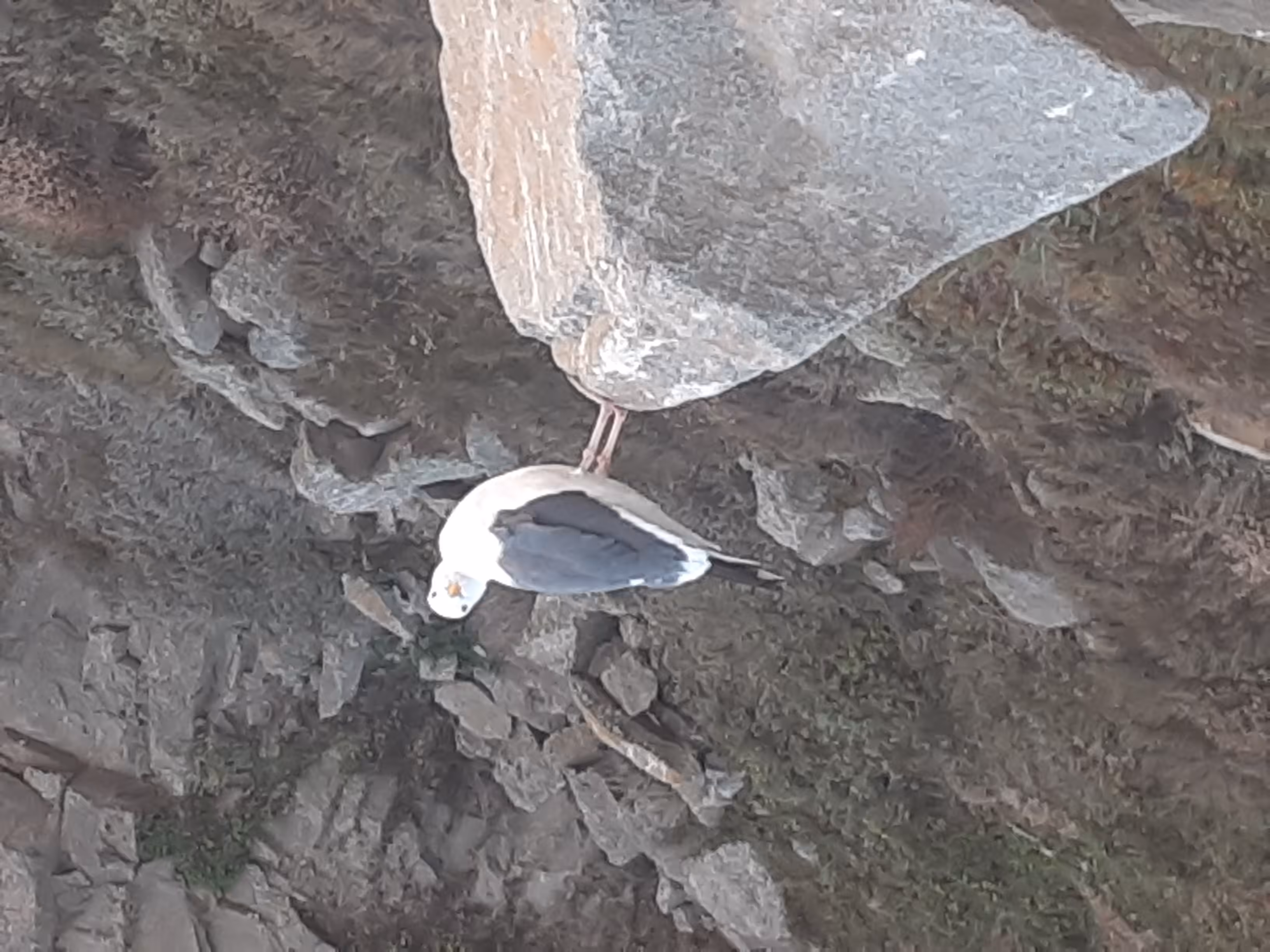 Seagull On Mt. Rock 