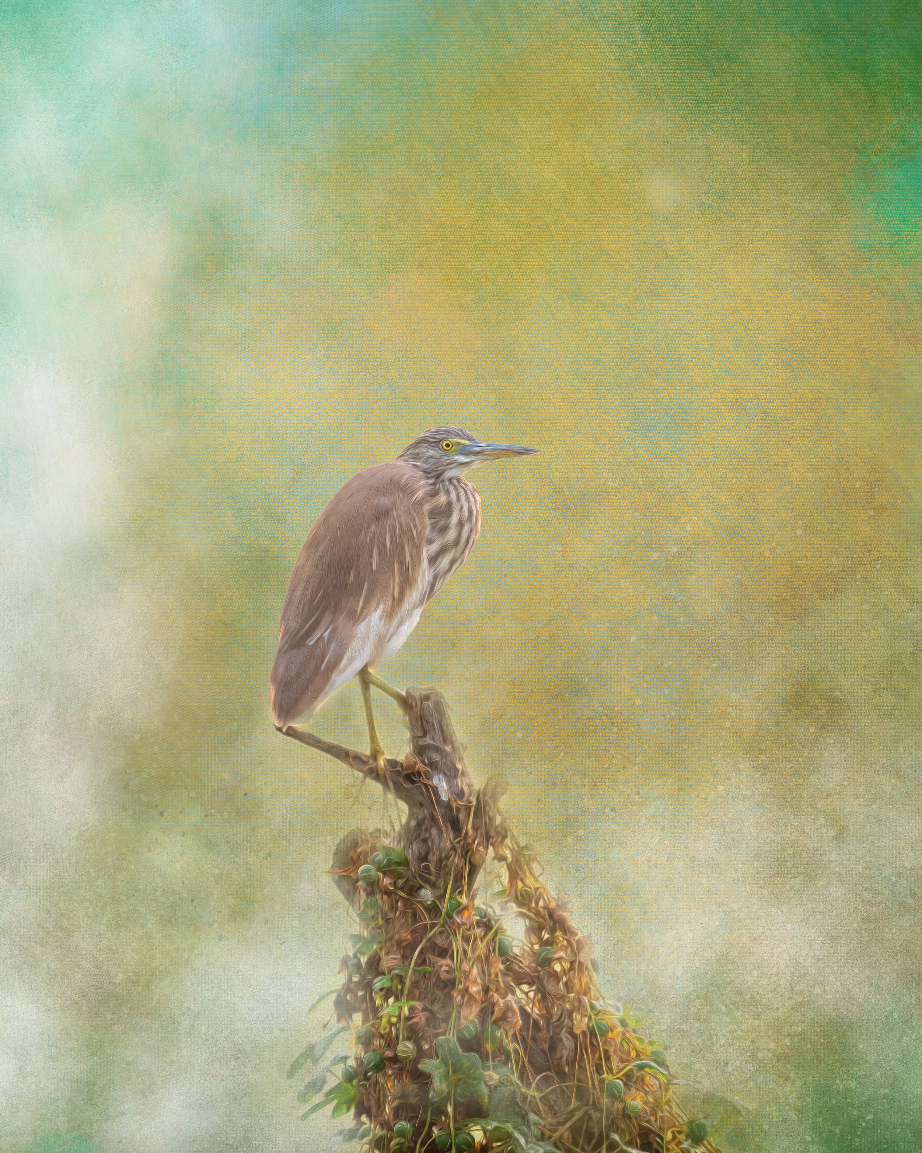 #22 Pond Heron