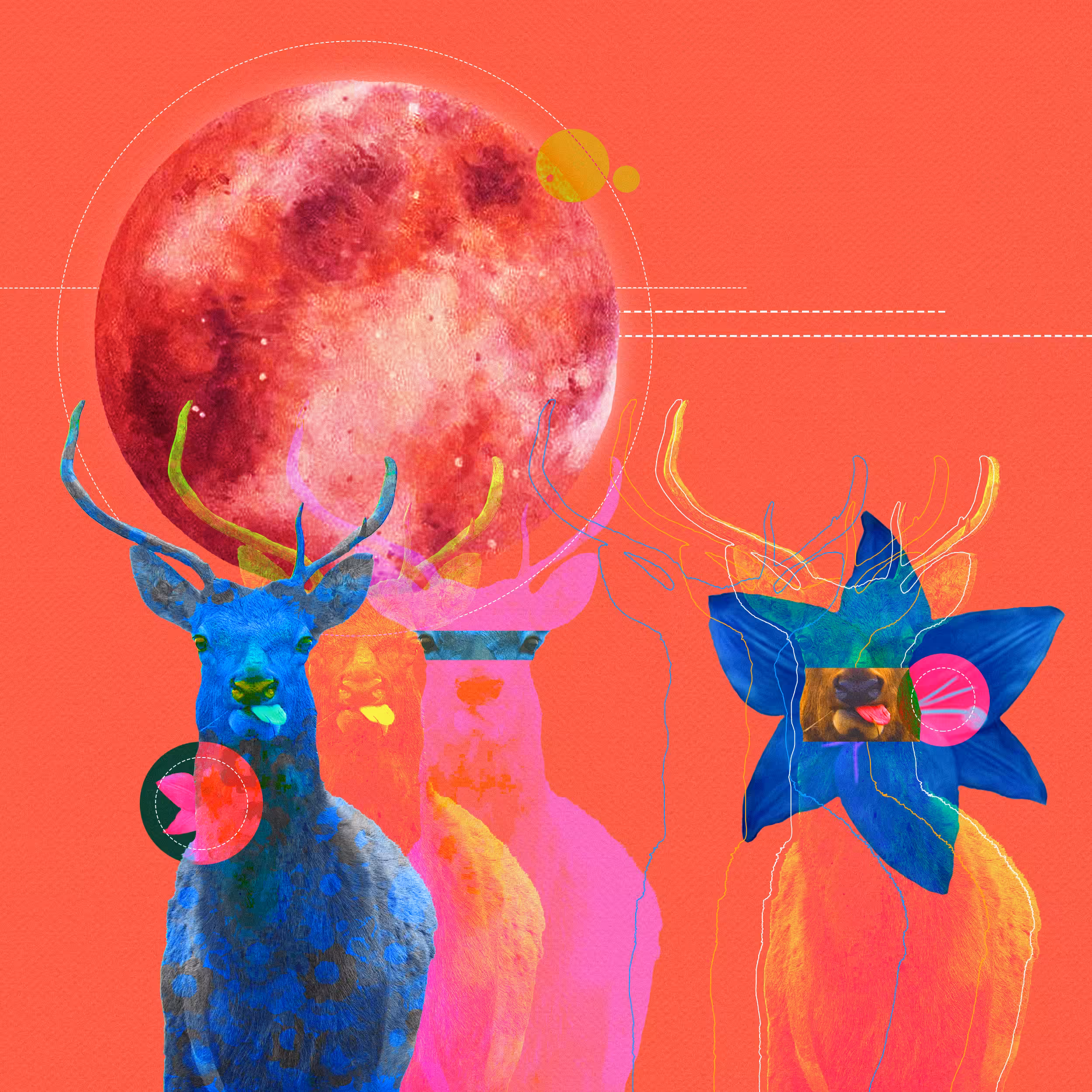 Deer Deer Deer