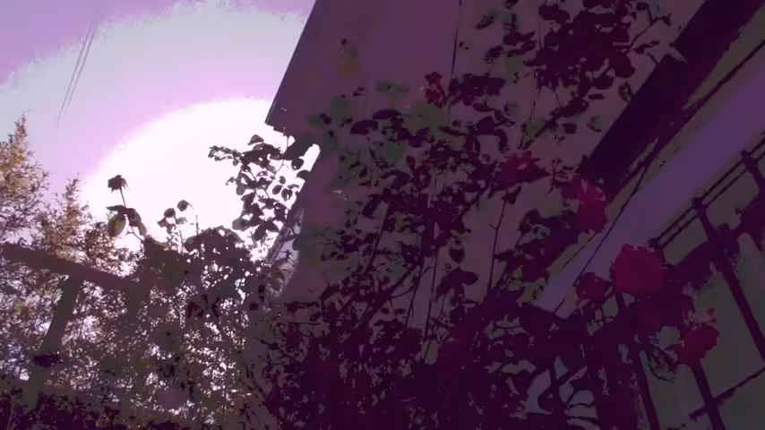 Song A DAO: Wrong Way | Song A Day #531