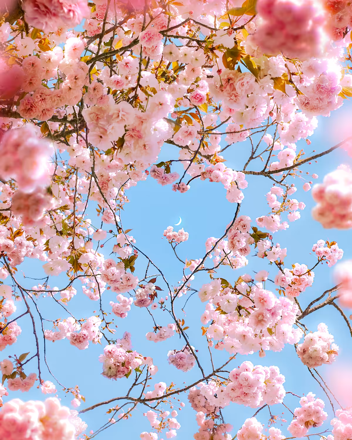 Cherry blossoms