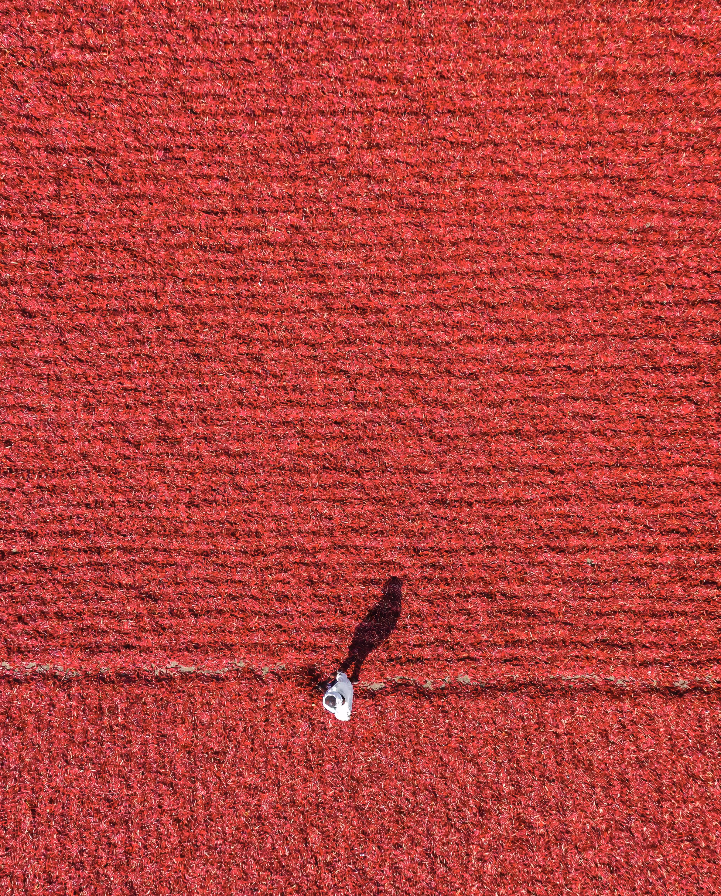 WALKING THE RED CARPET