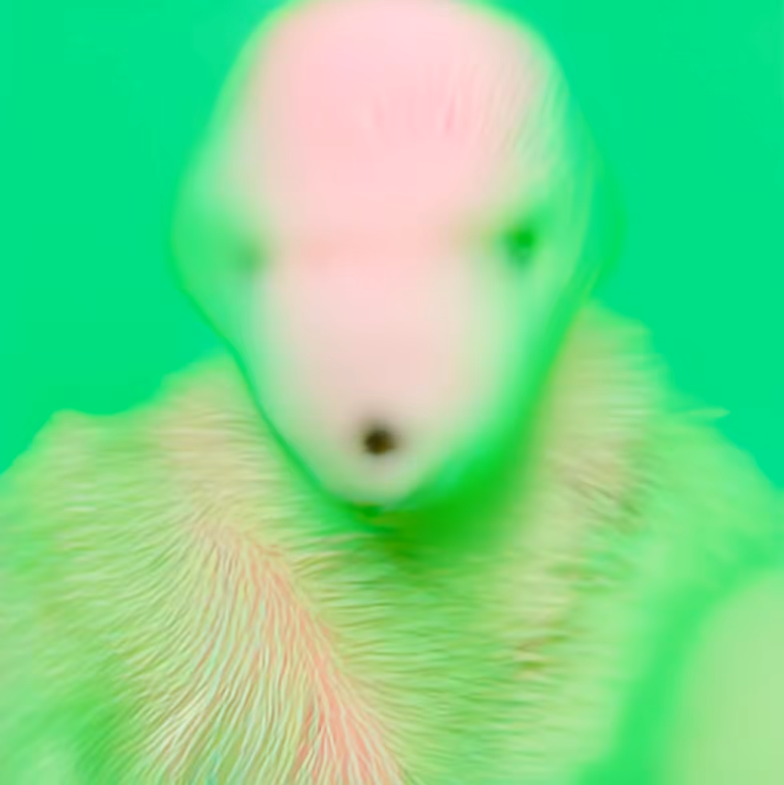 egoist kumsal