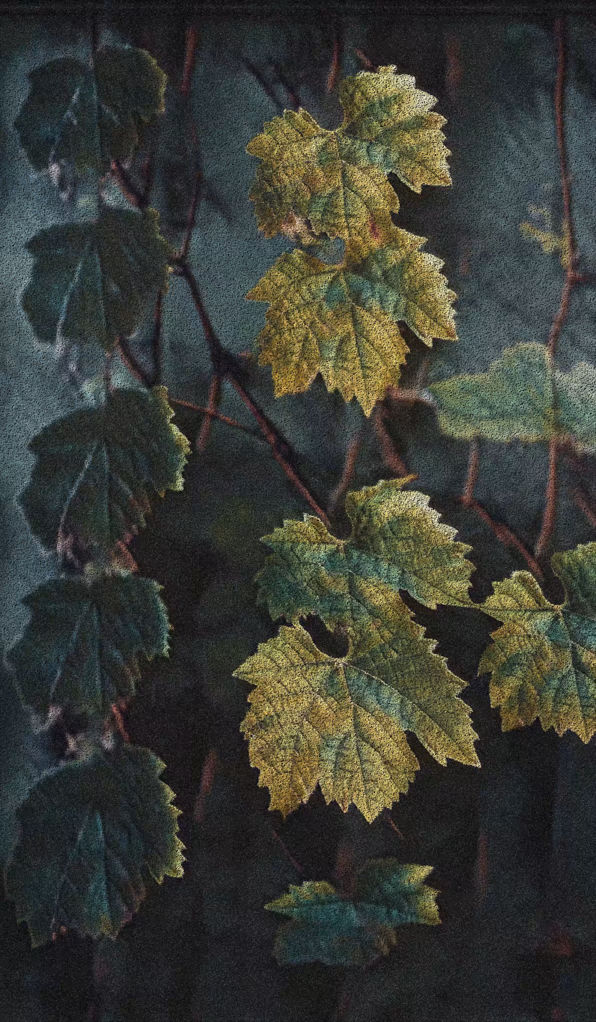 Apparatus Vitis #12