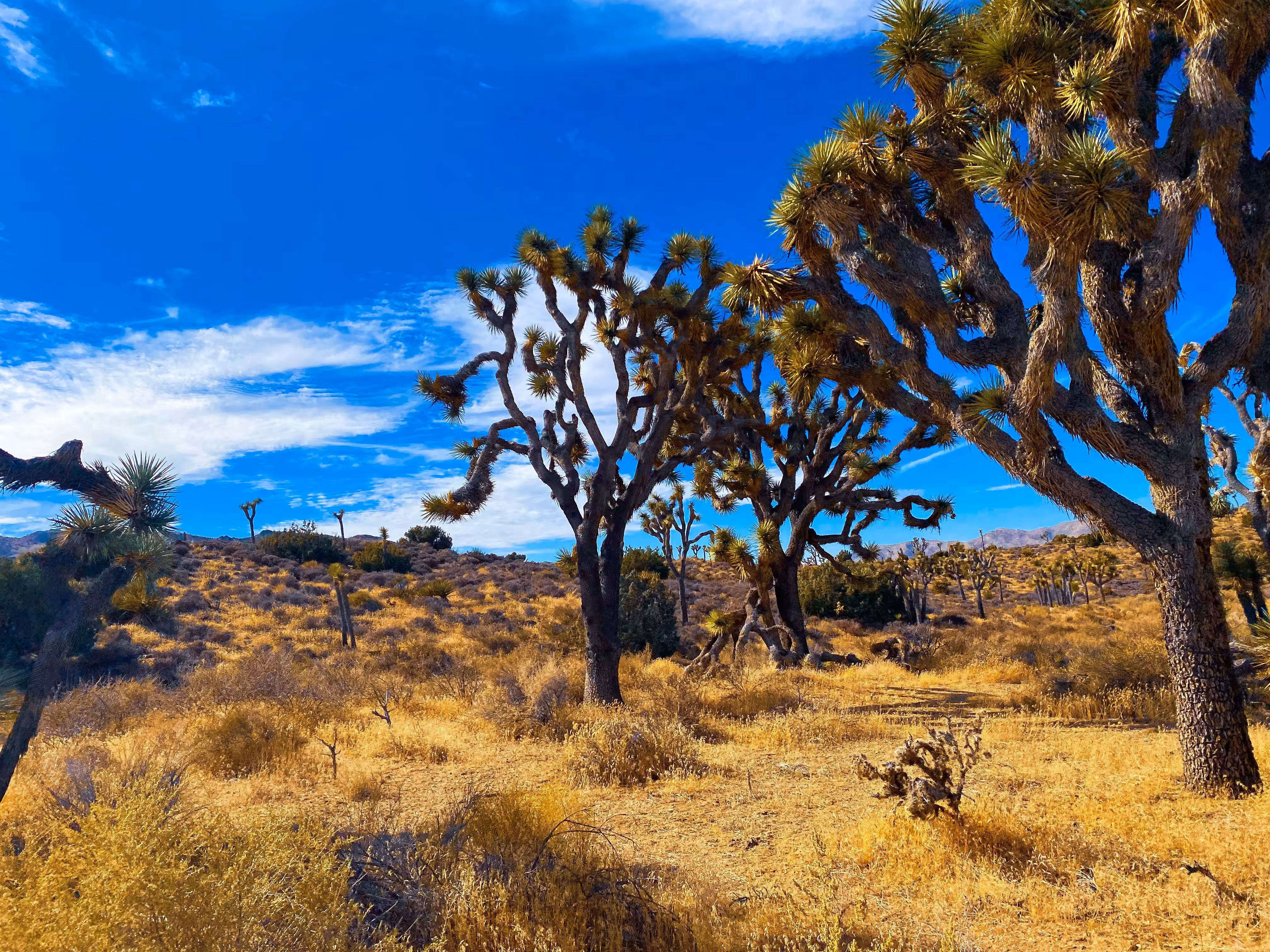 lost in joshua tree