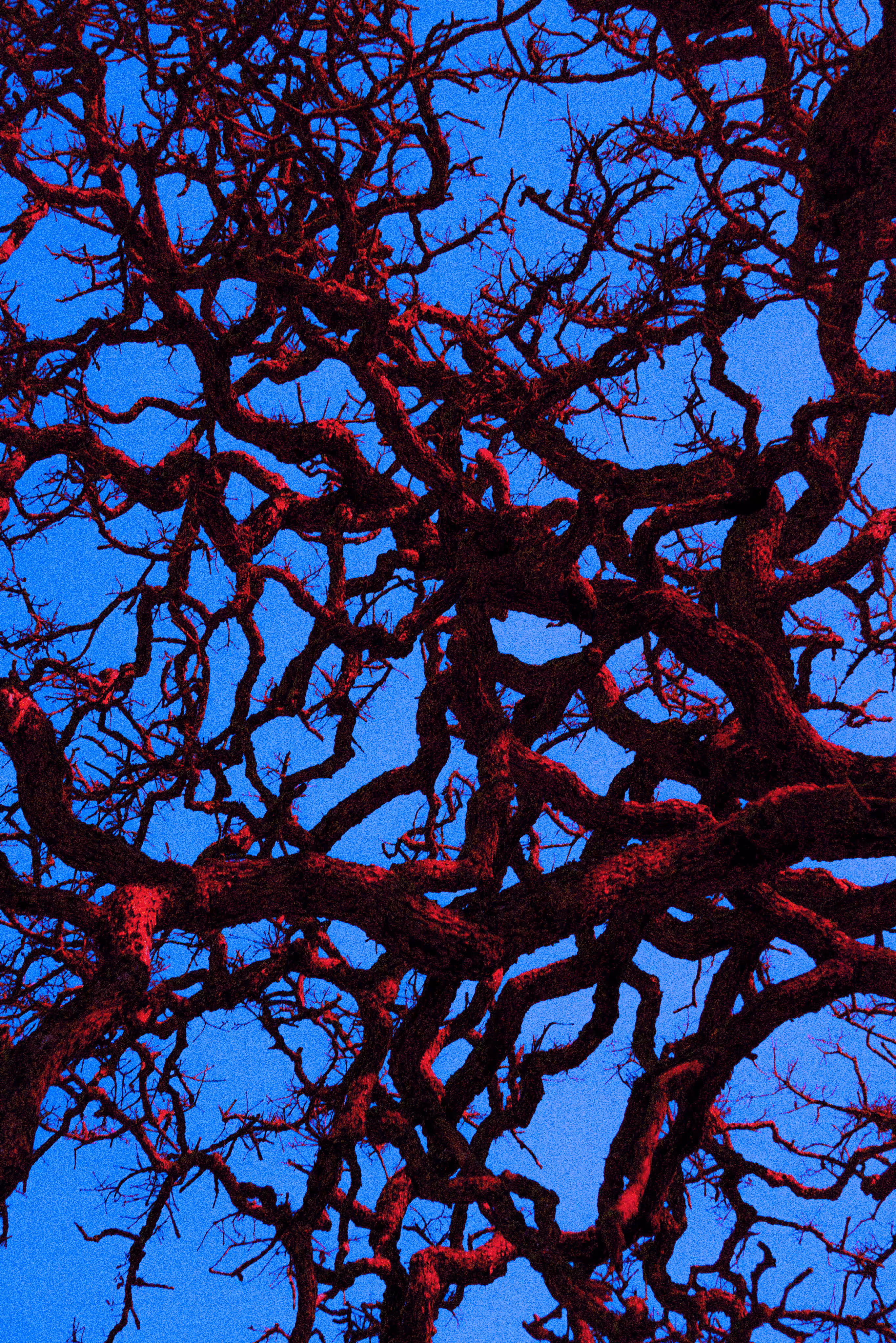 tree veins