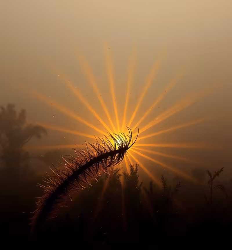The Spine of Dawn