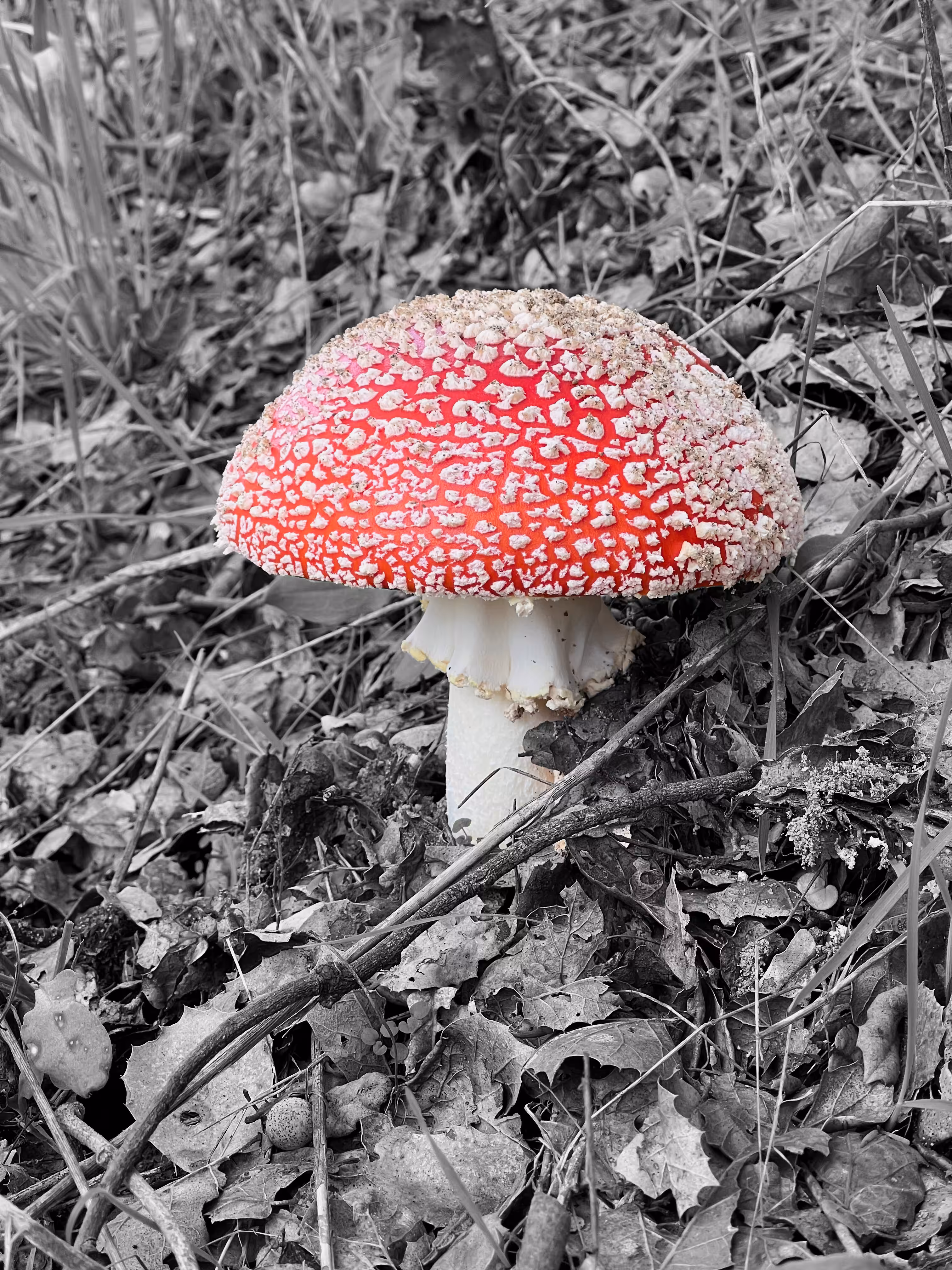 Fly Amanita 3