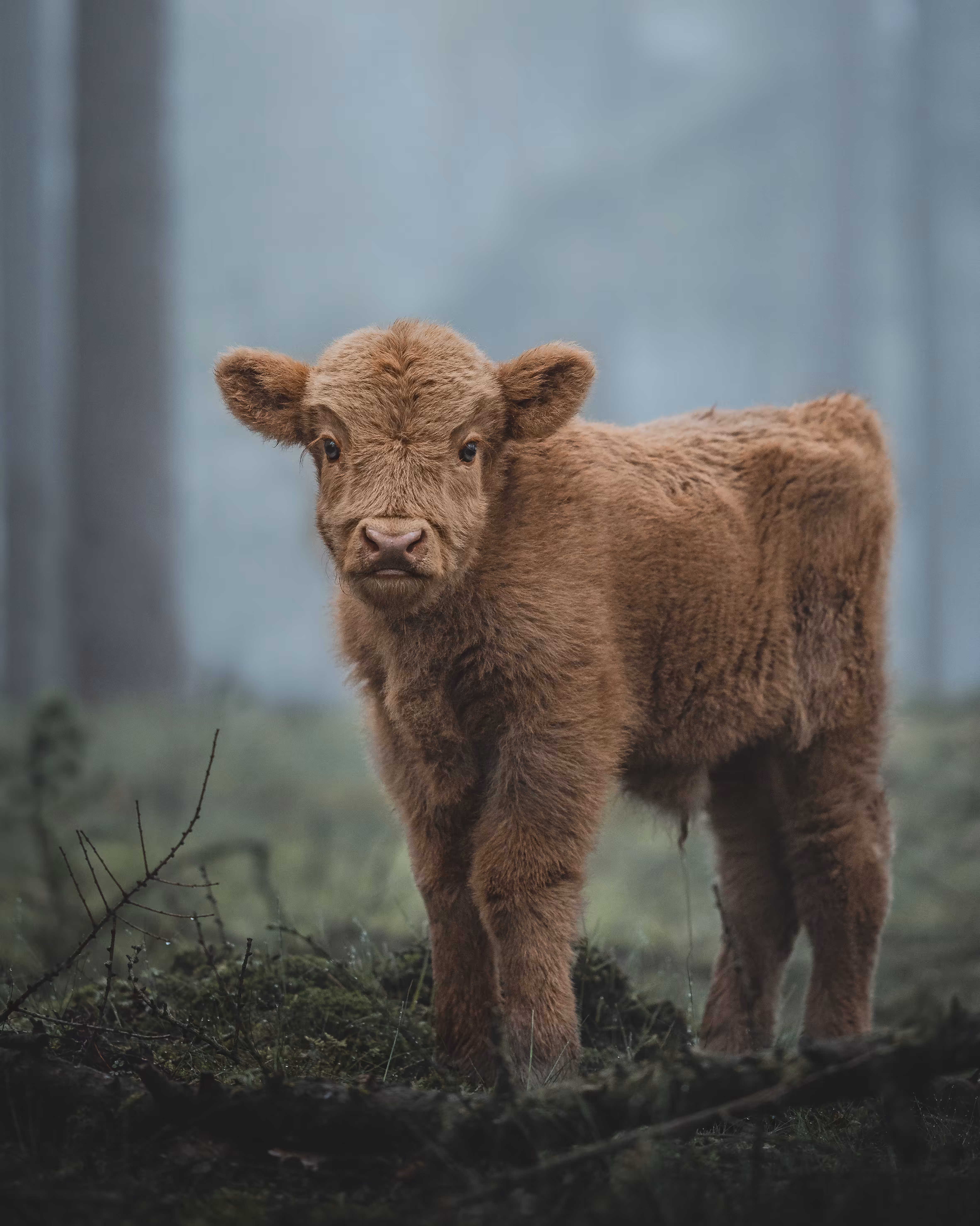 The cutest forest calf