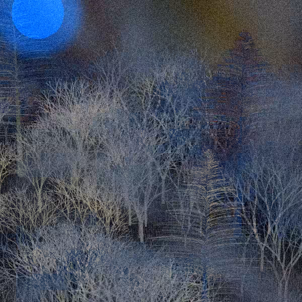 Moonlit Native Bush #127