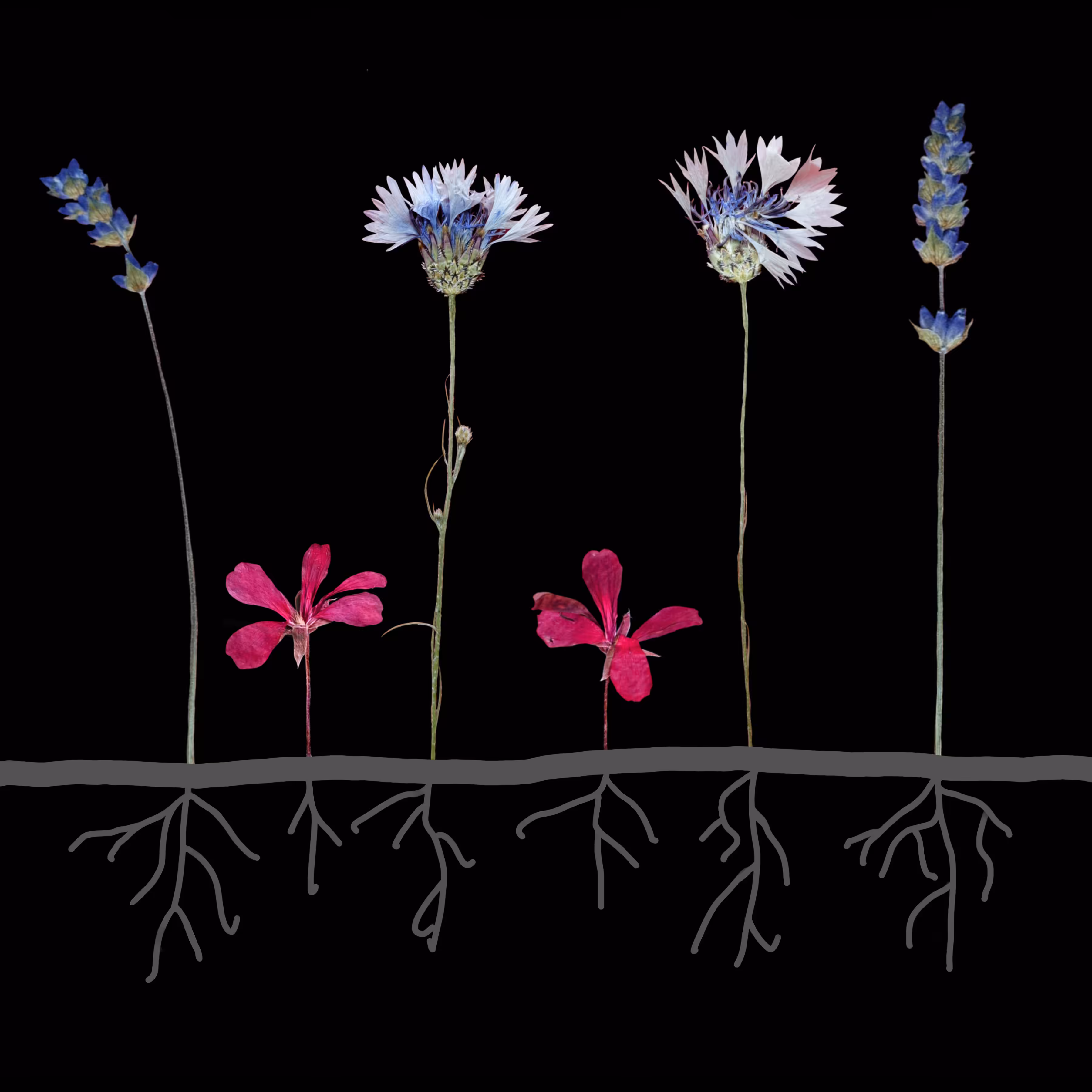 FlowerPress