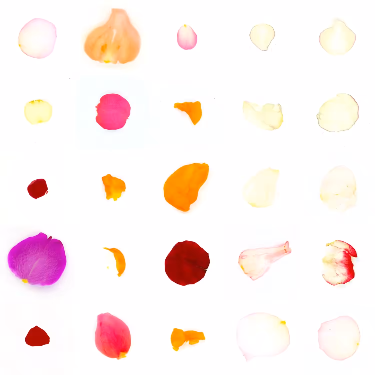 Infinite Petals 5x5#1528