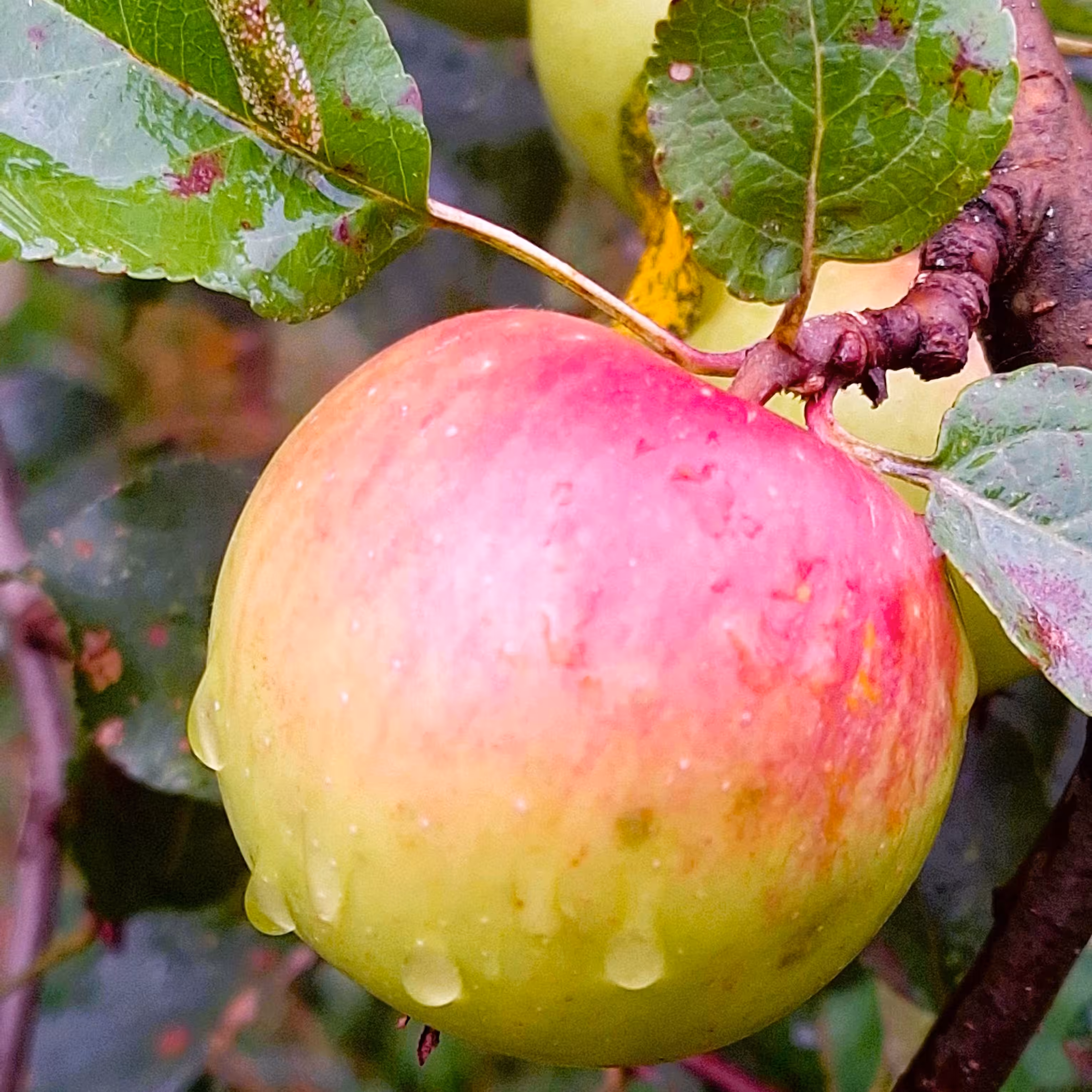 Apple Tree