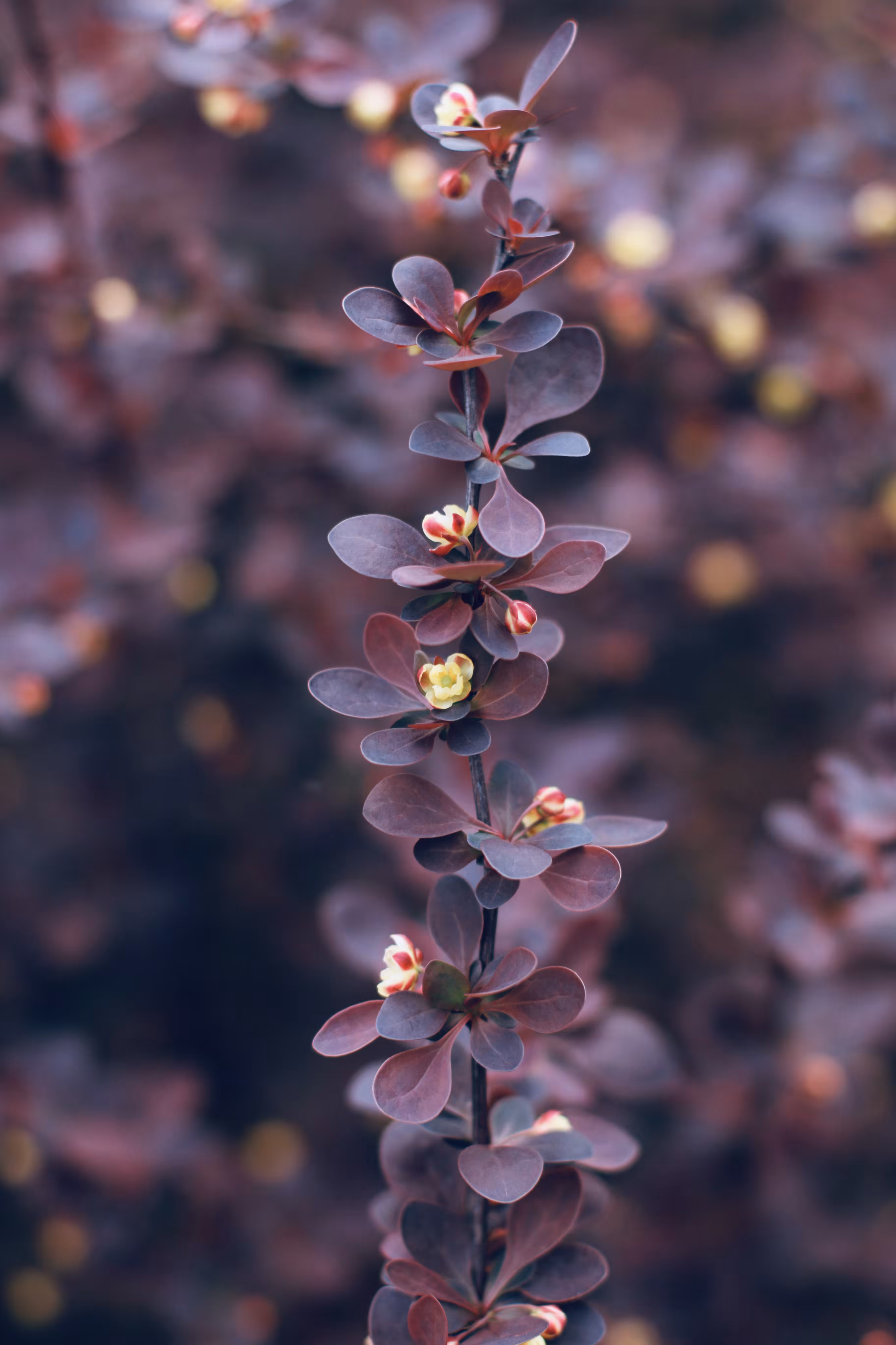 Barberry