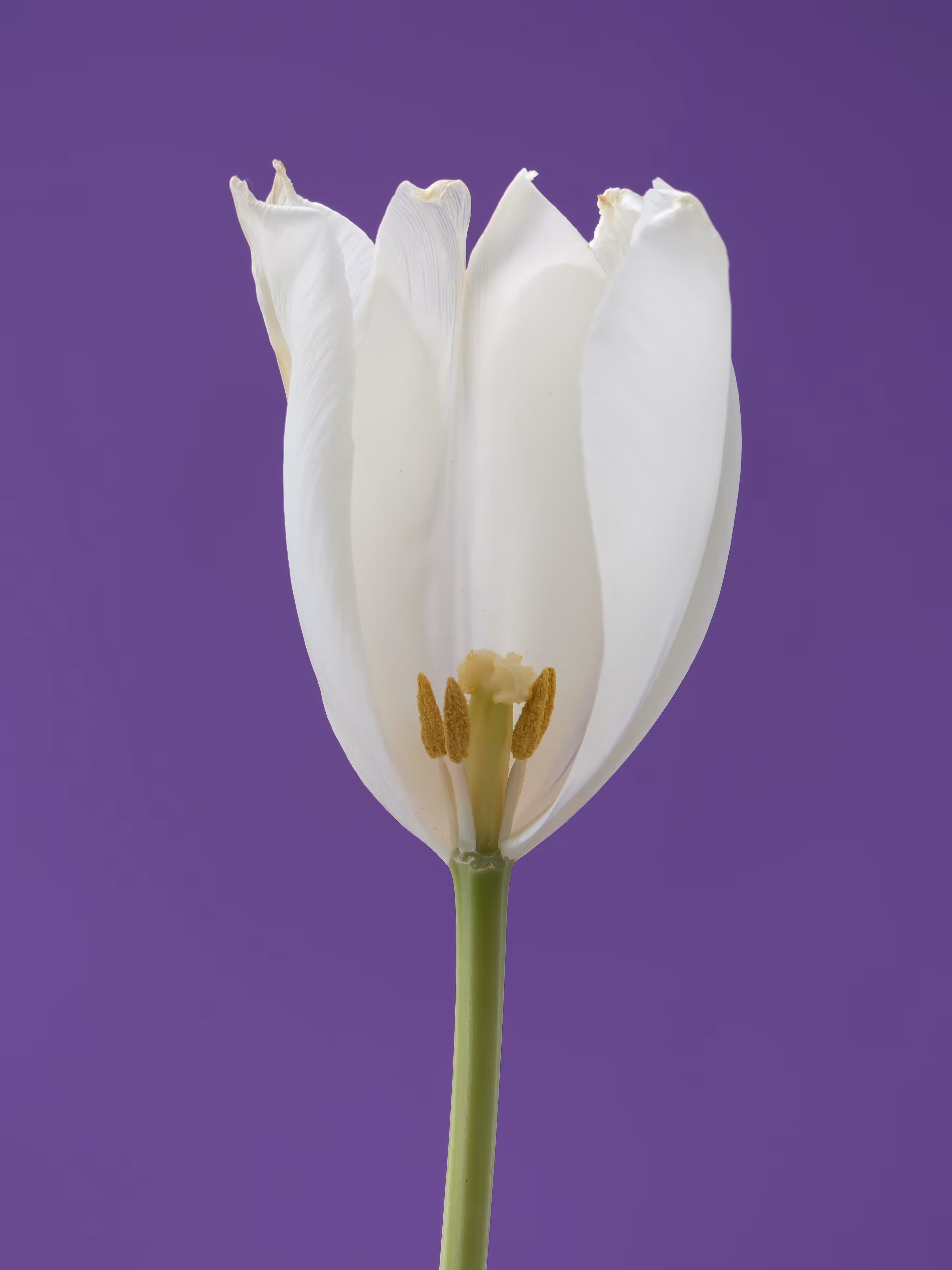 Tulip 1637 [5]