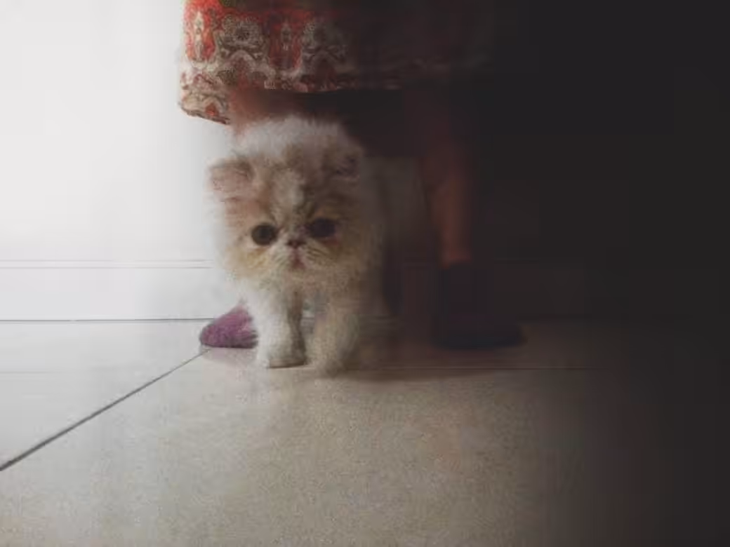 cat - boy