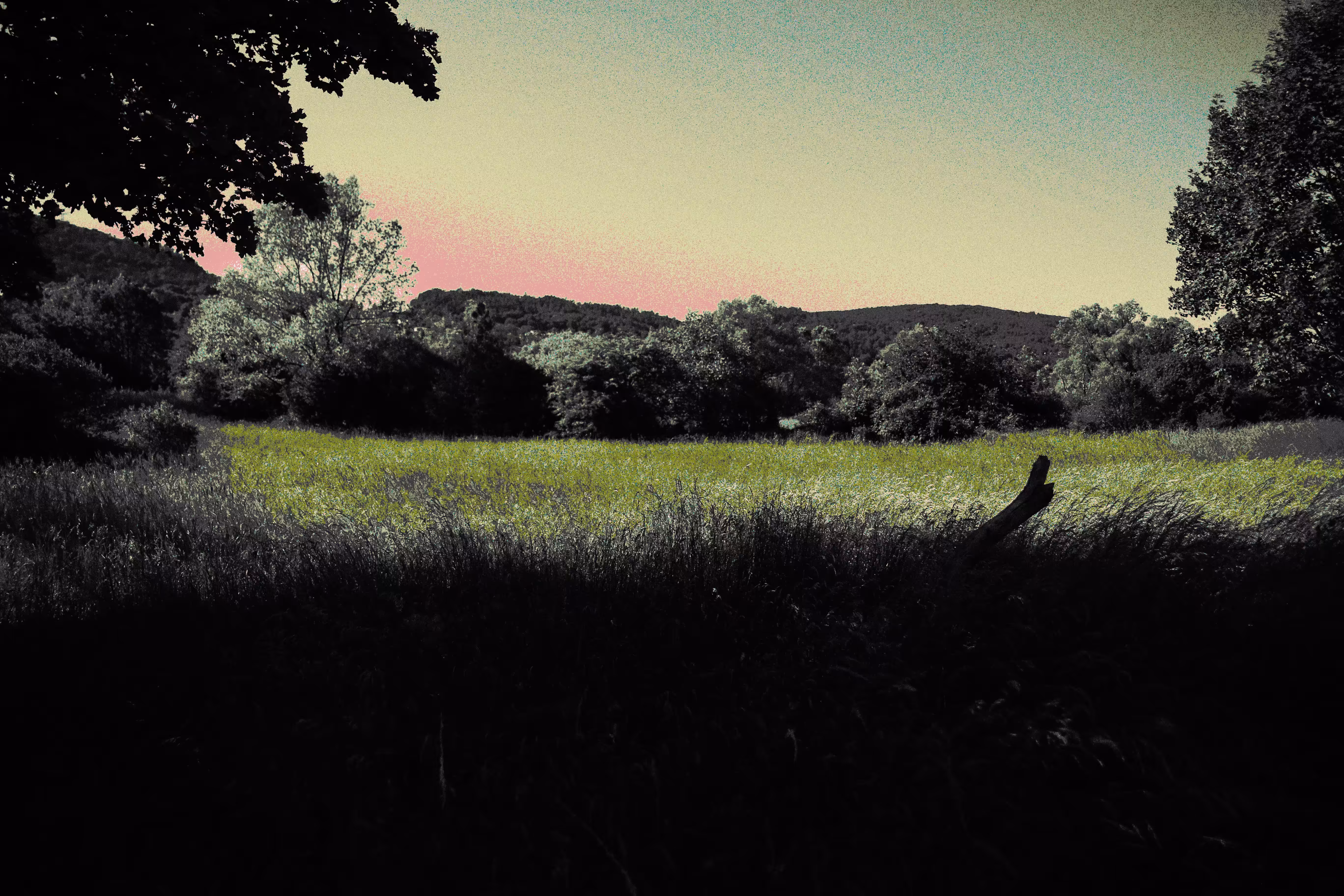The Field