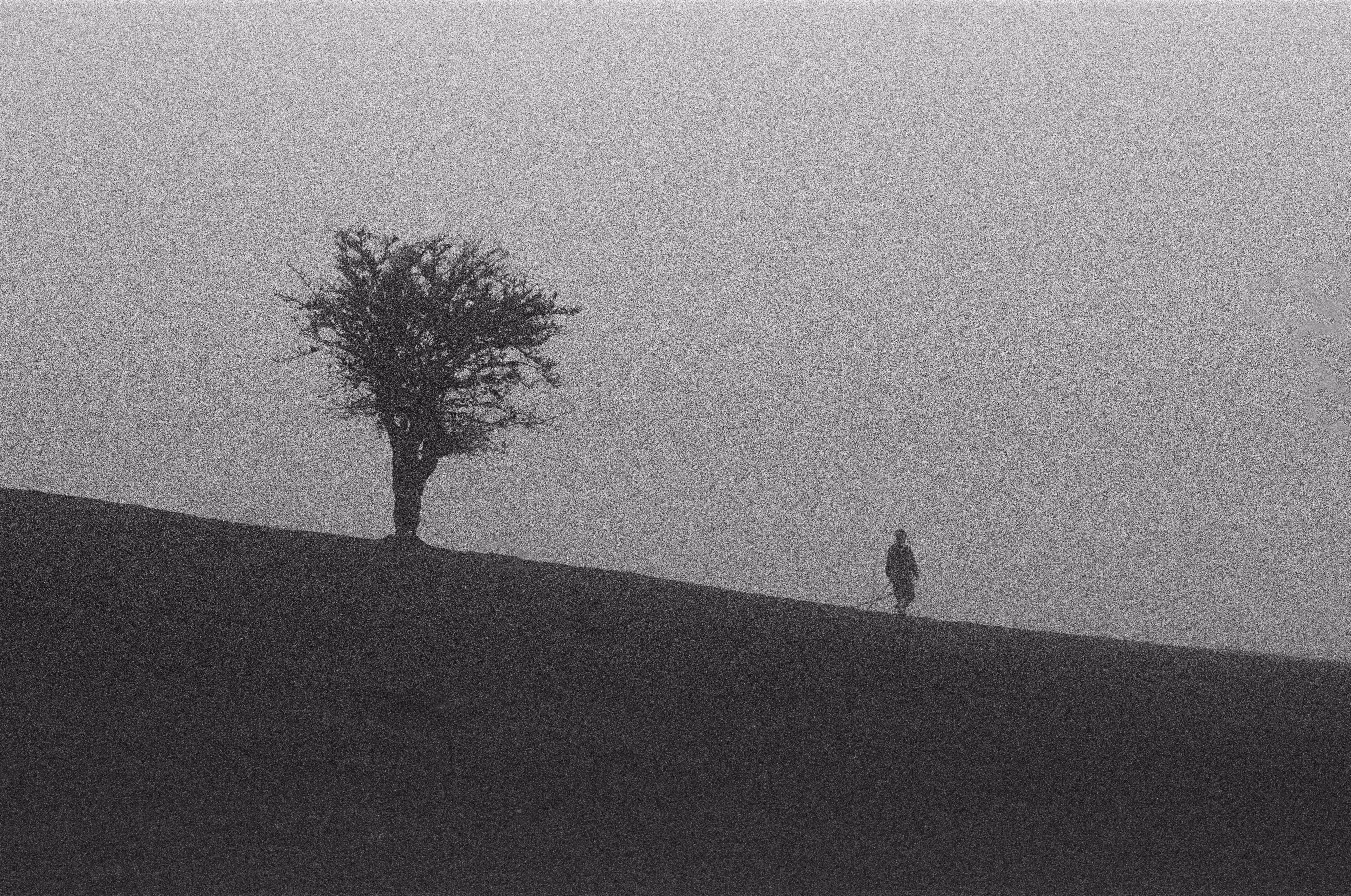 "Lost shepherd"