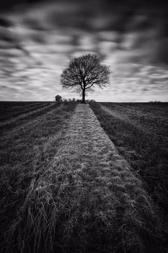 The Tree #1