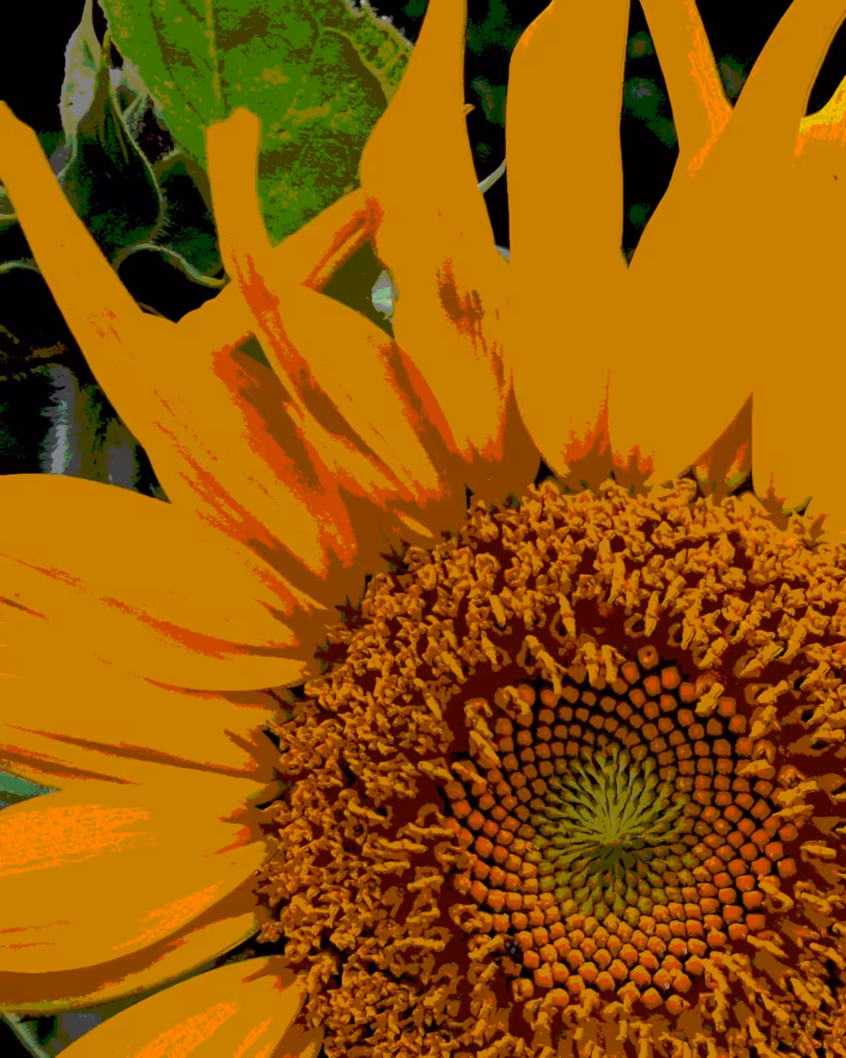 .sunflower
