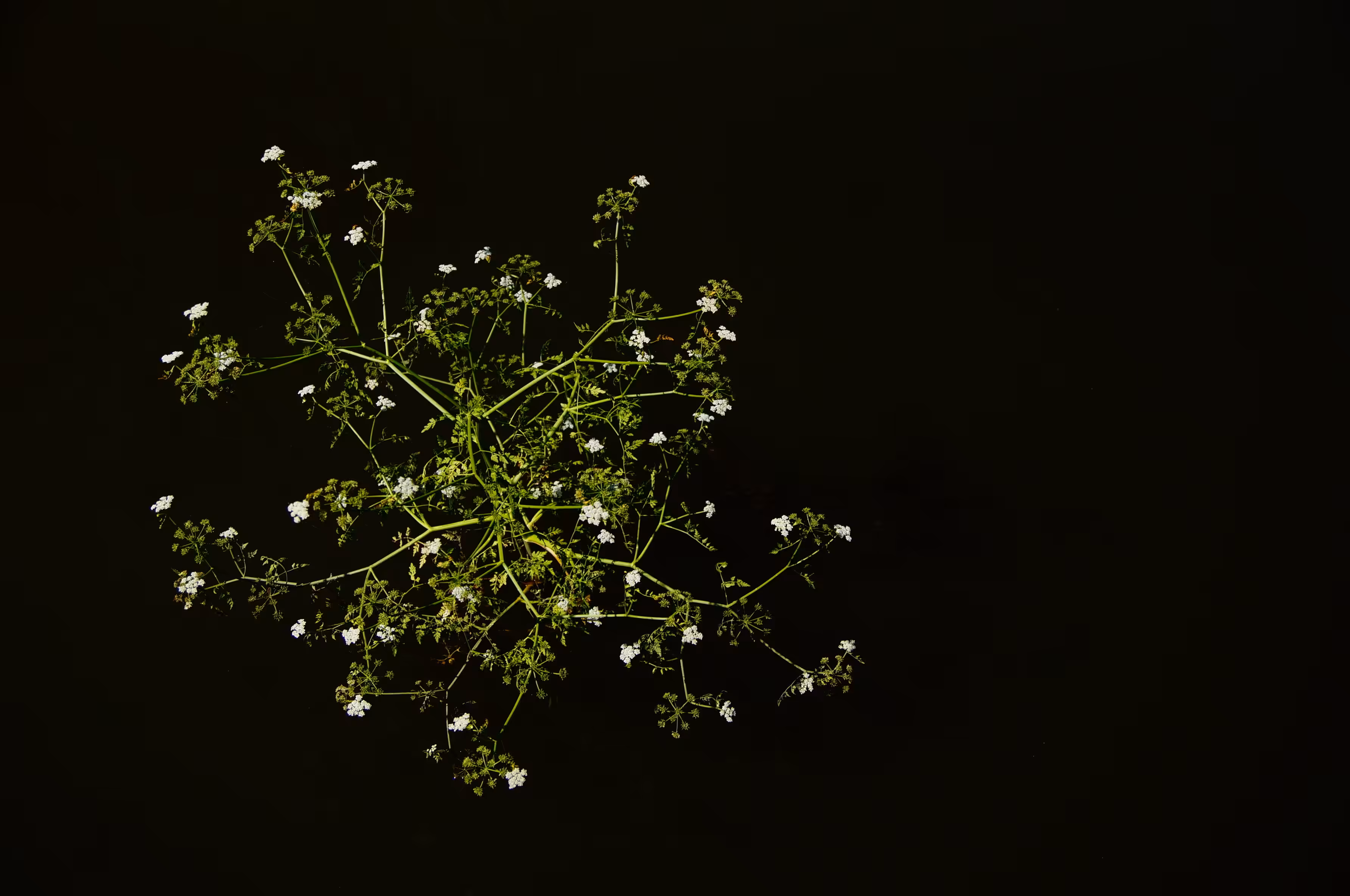 flowers of hope