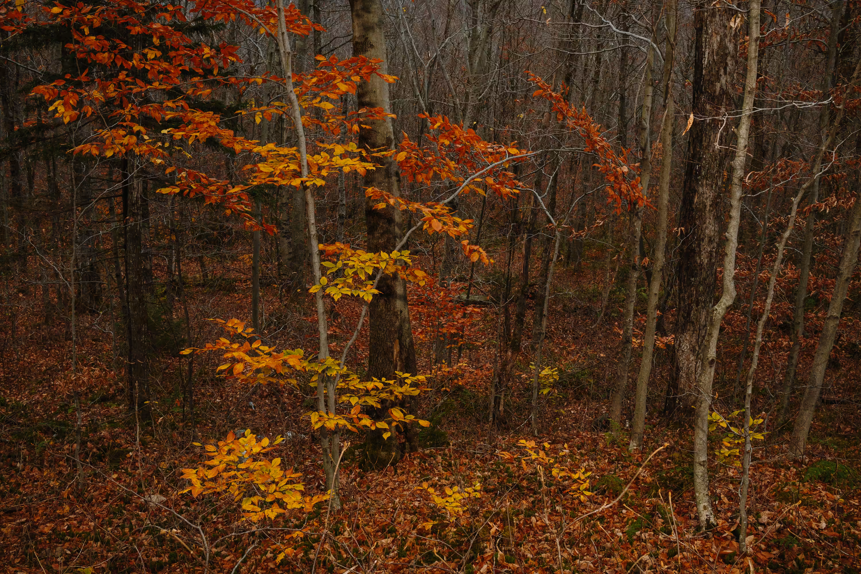 Artificial Beech