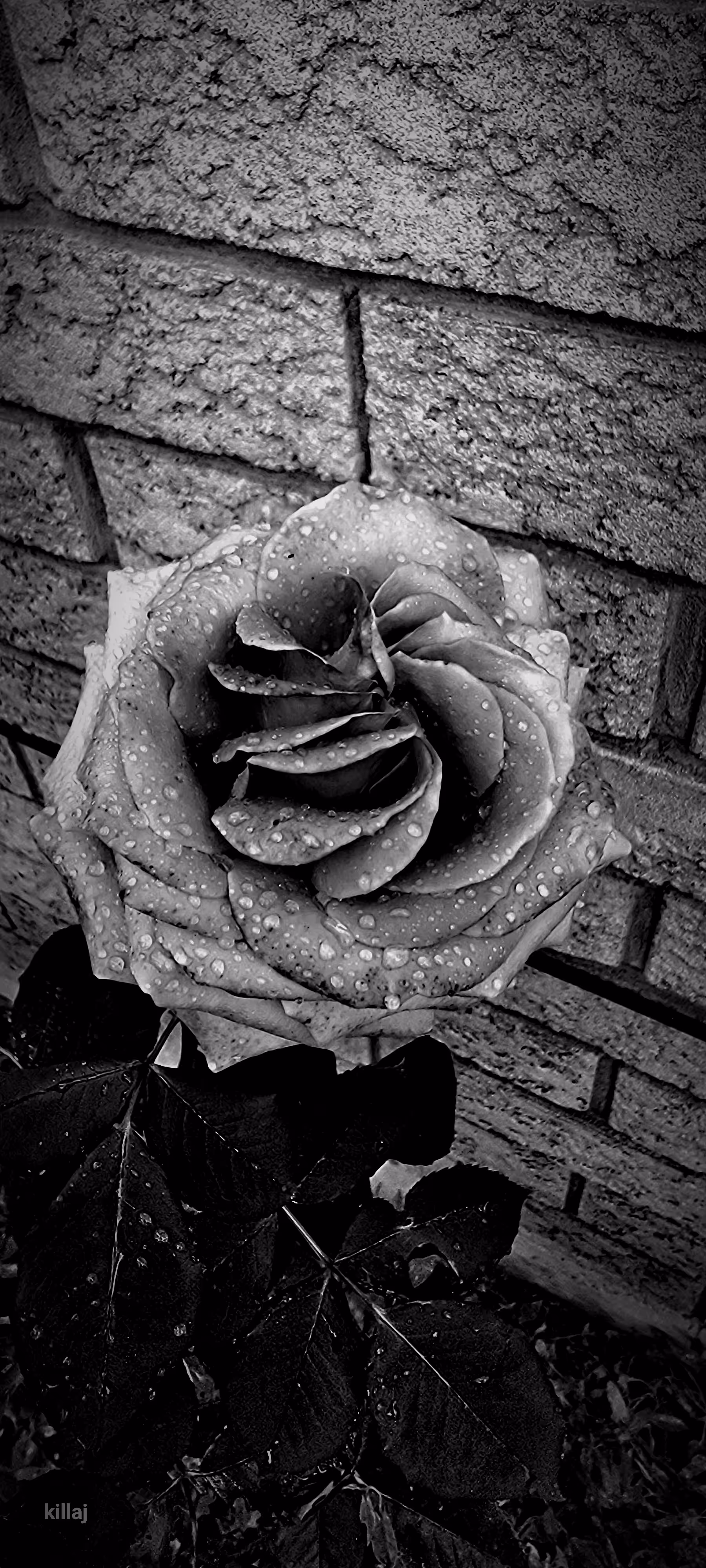 killaj photography art 