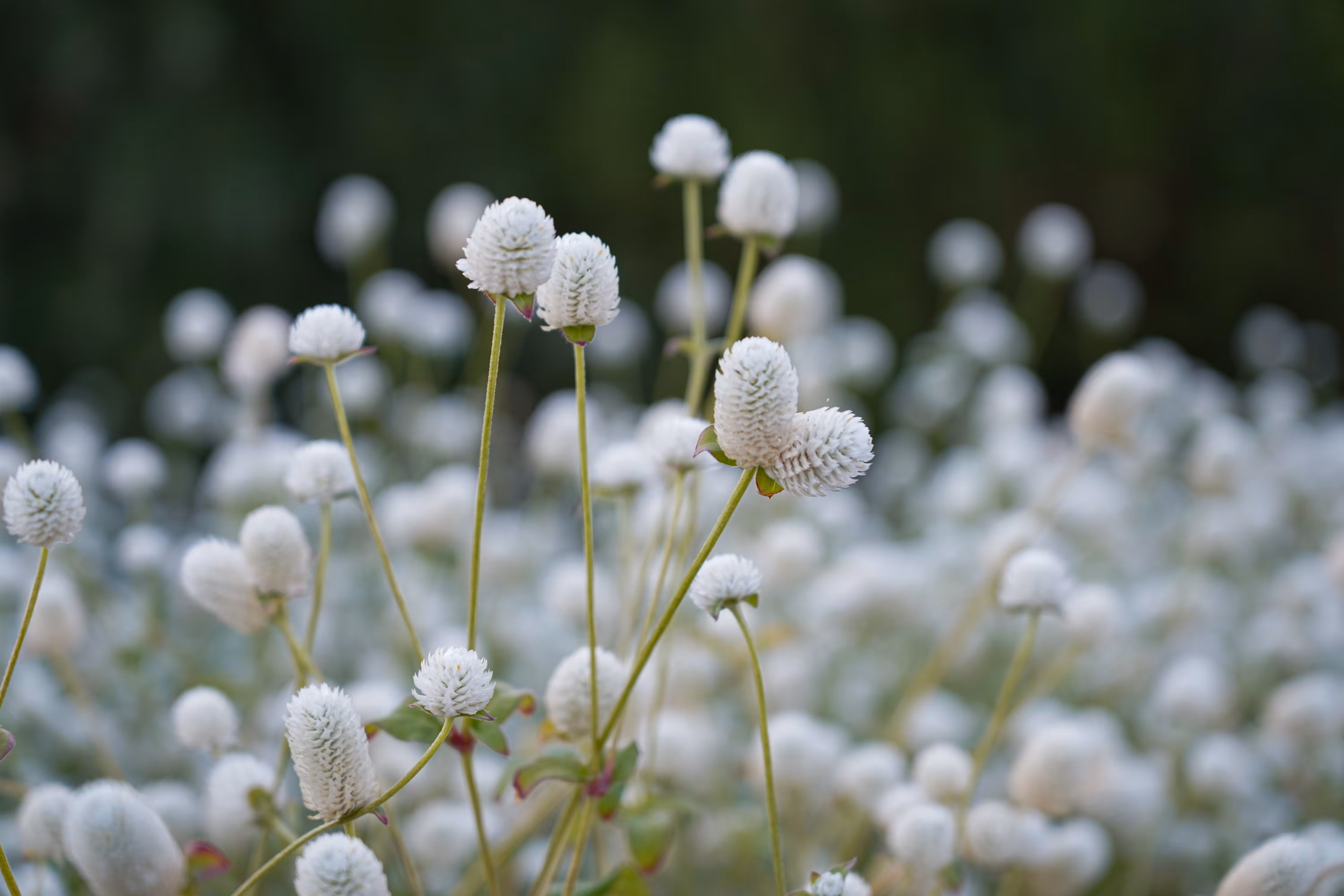 flowers: Summer Snow