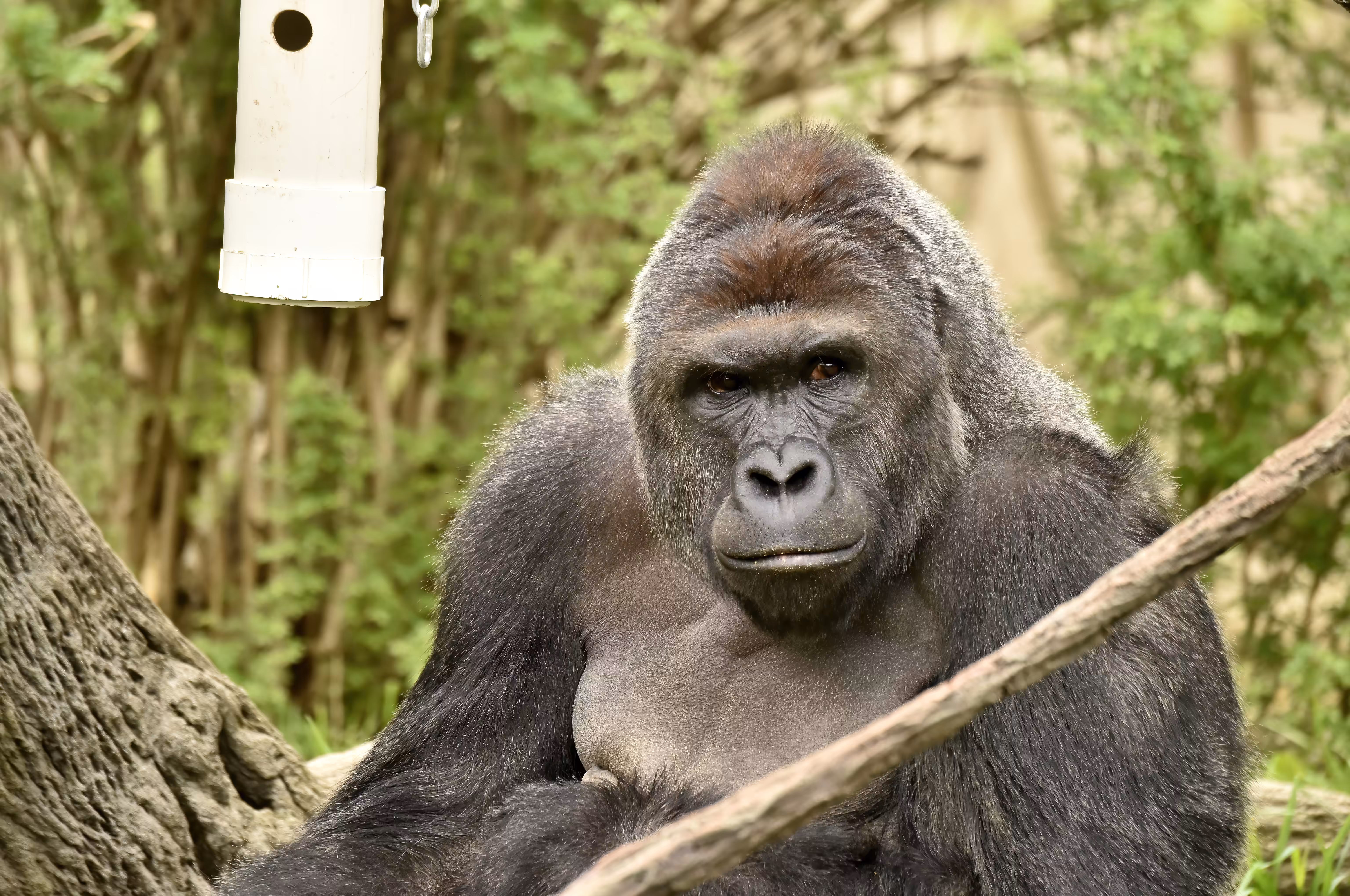 LEGENDS: HARAMBE: LEGENDS #289
