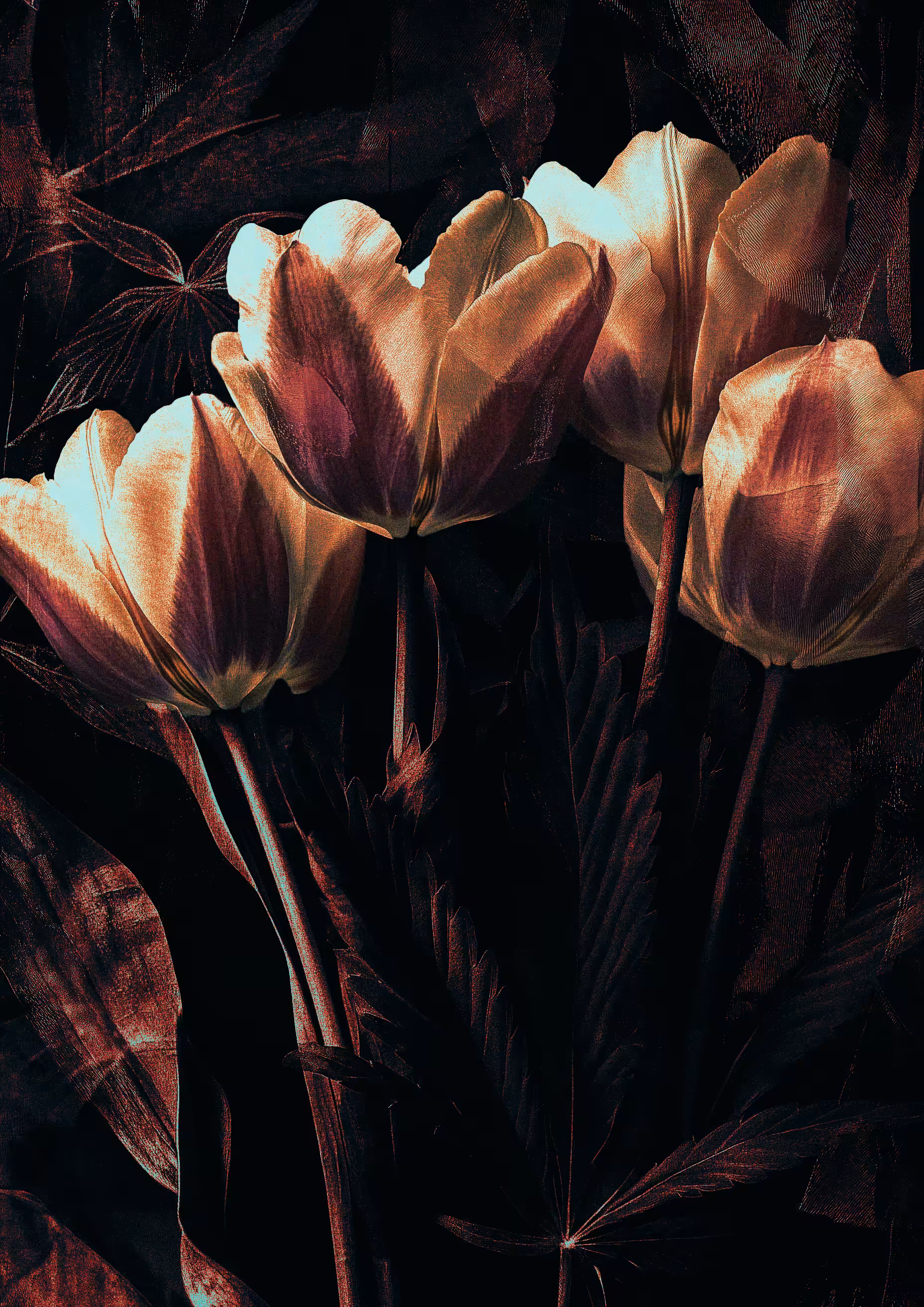 Mokum’s Tulip