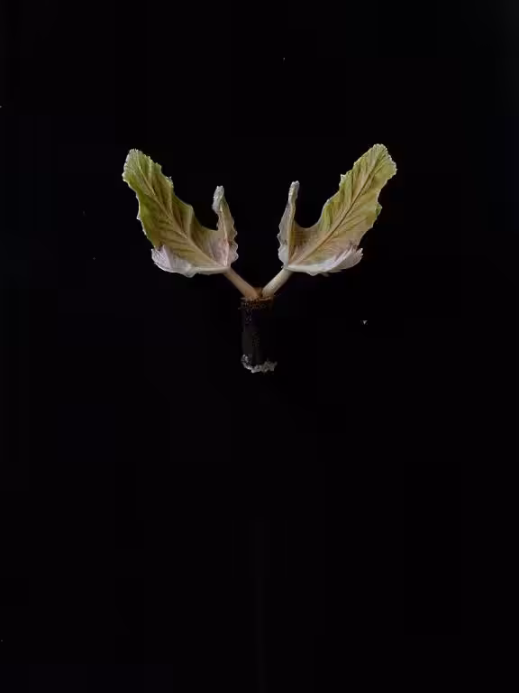 Emilia Trevisani - Avventurina Polymorphica