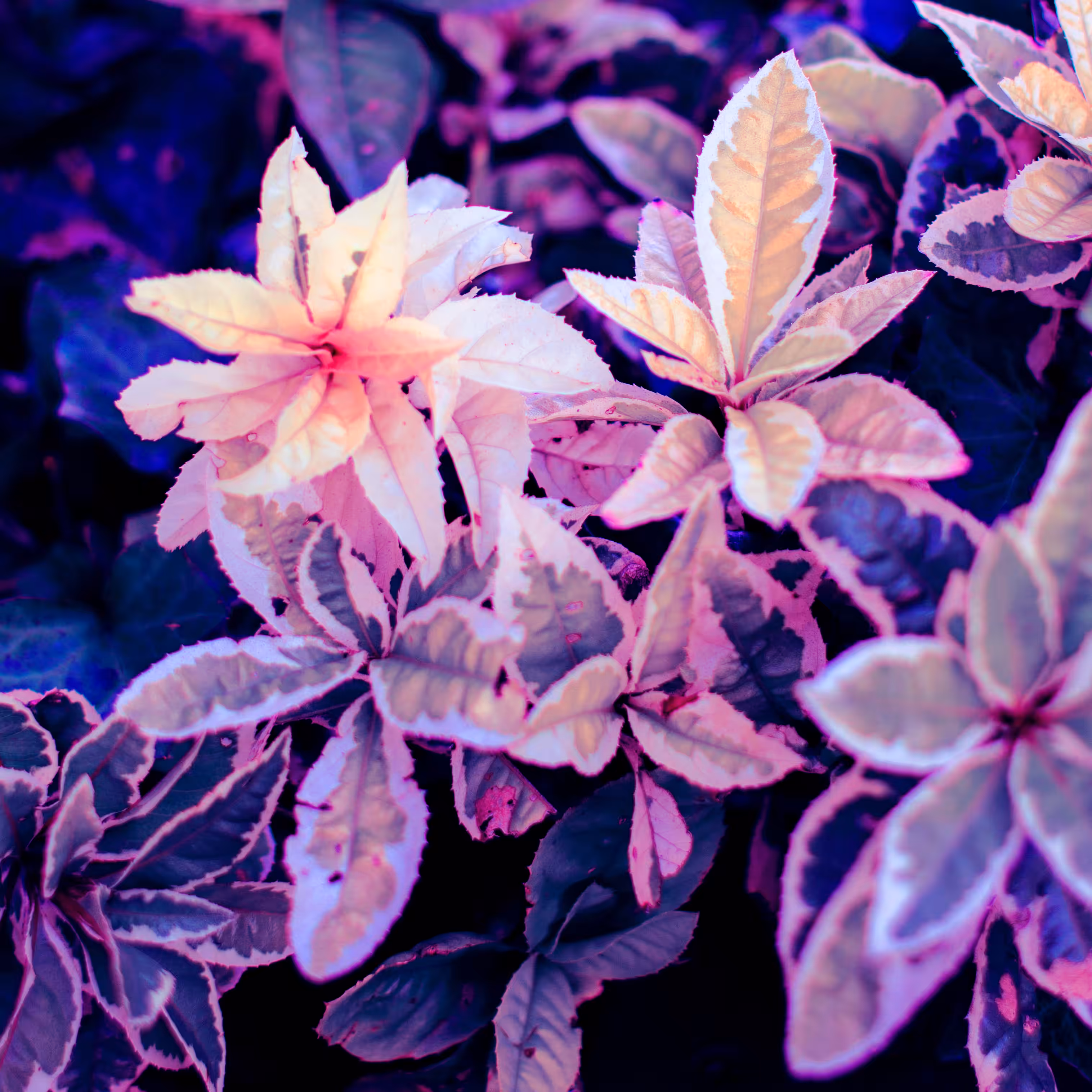 Pink Light