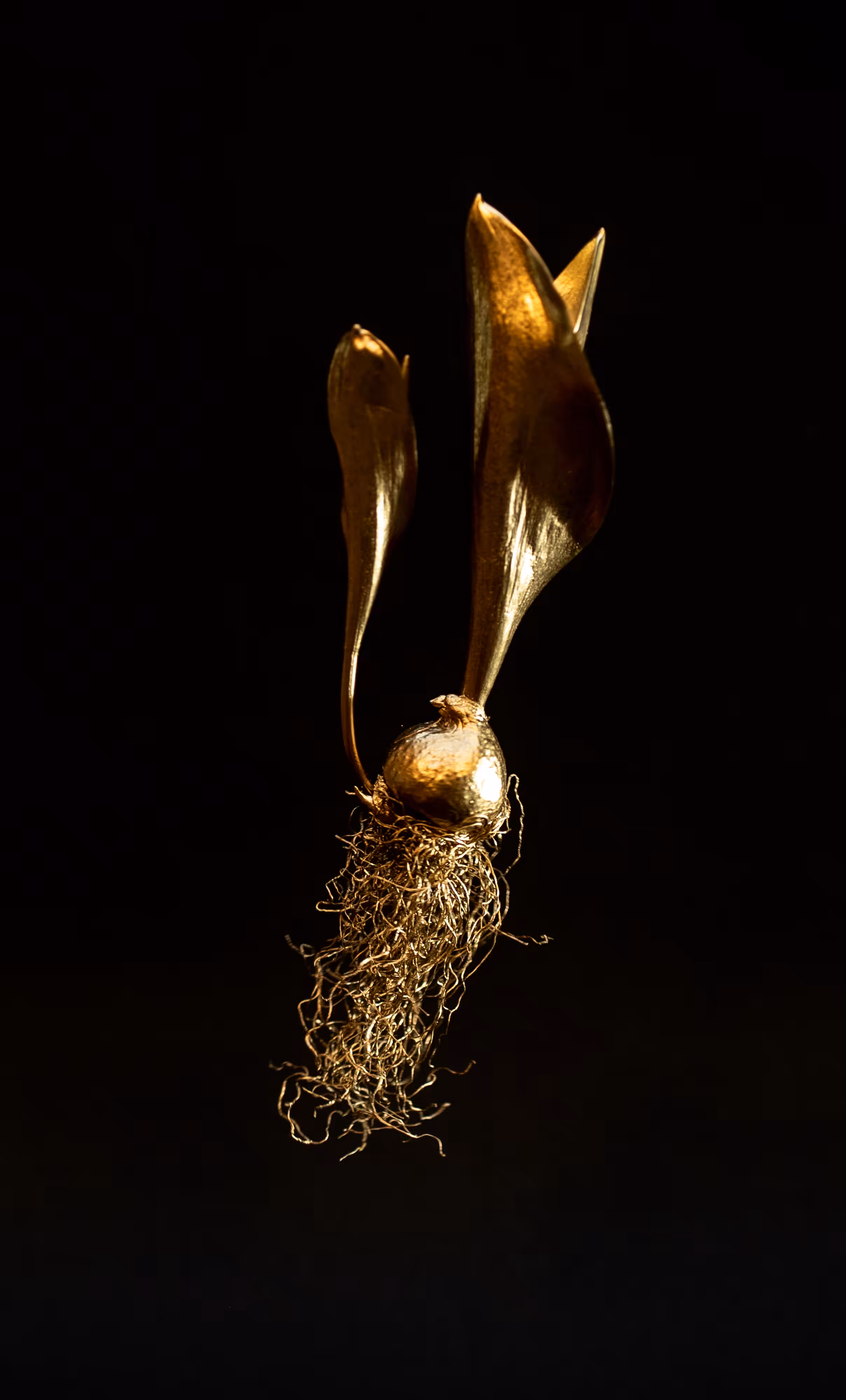 Crypto Tulip - #black3