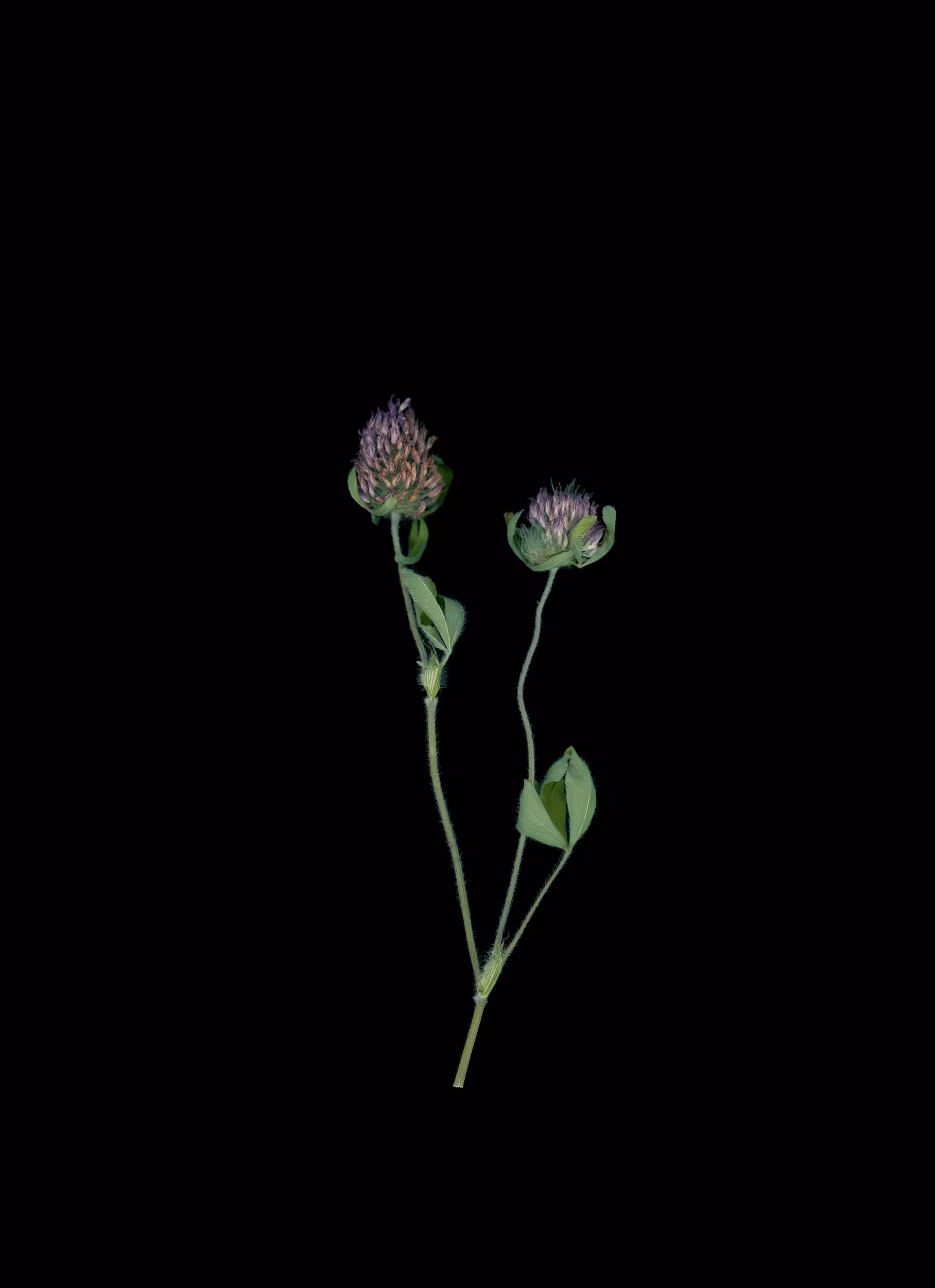 Clover (2020)