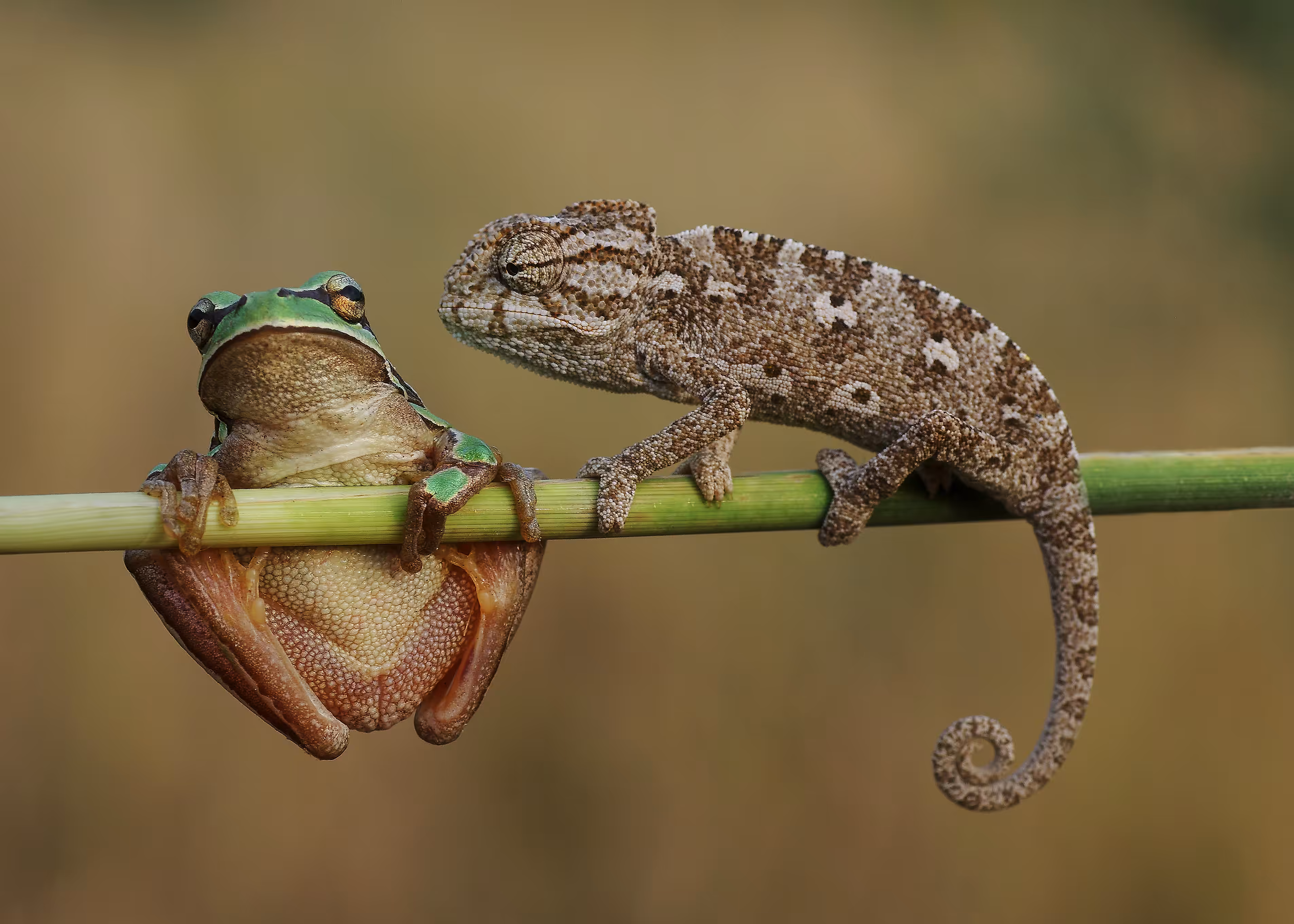 Pepe 4/12 (Shut_up_1, surveillance)  (Artist: Savas Sener)