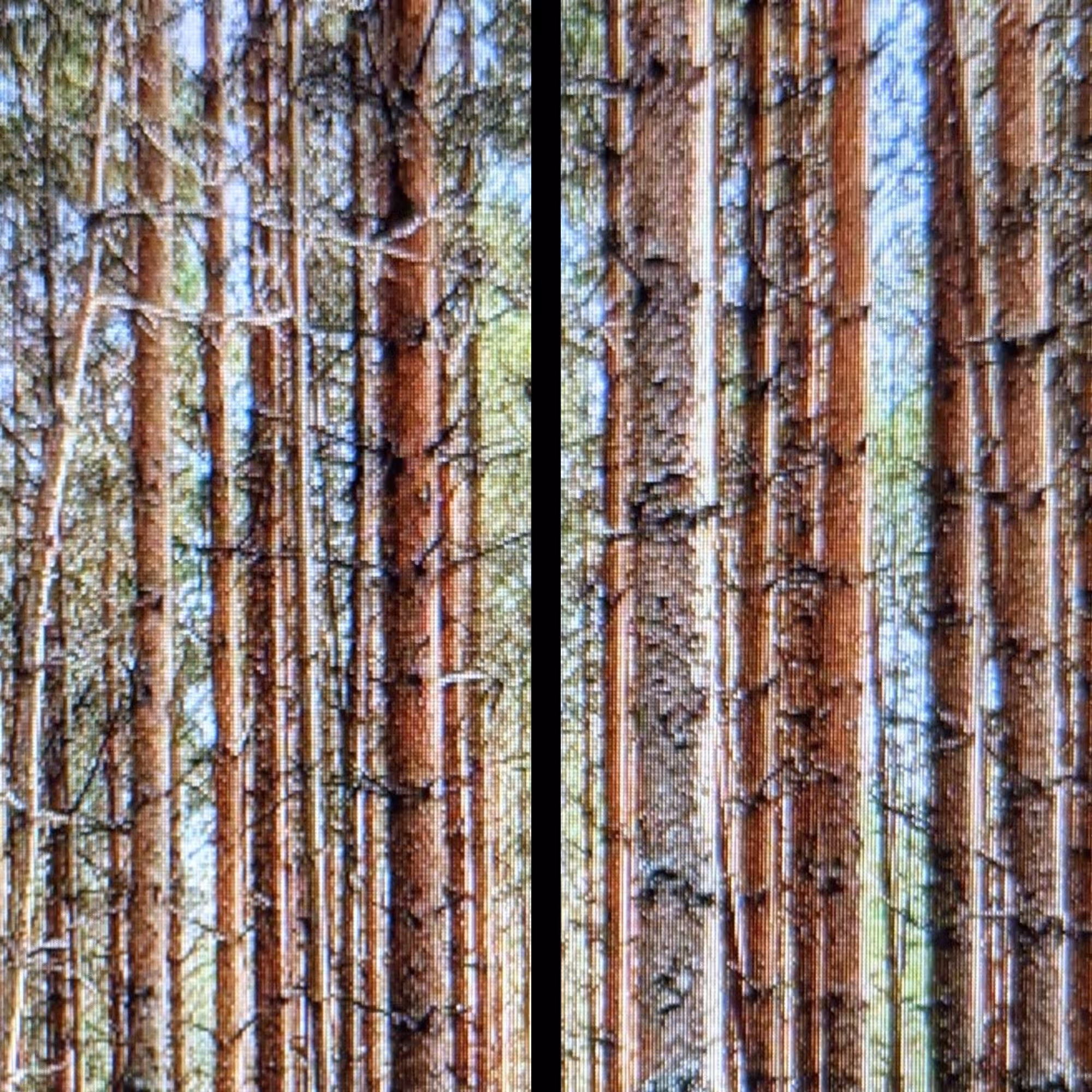 forest 2x1