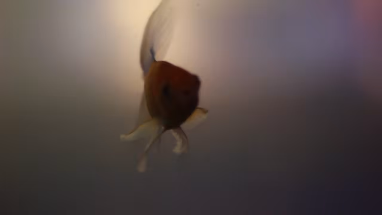 Tasquita / Dele Letra