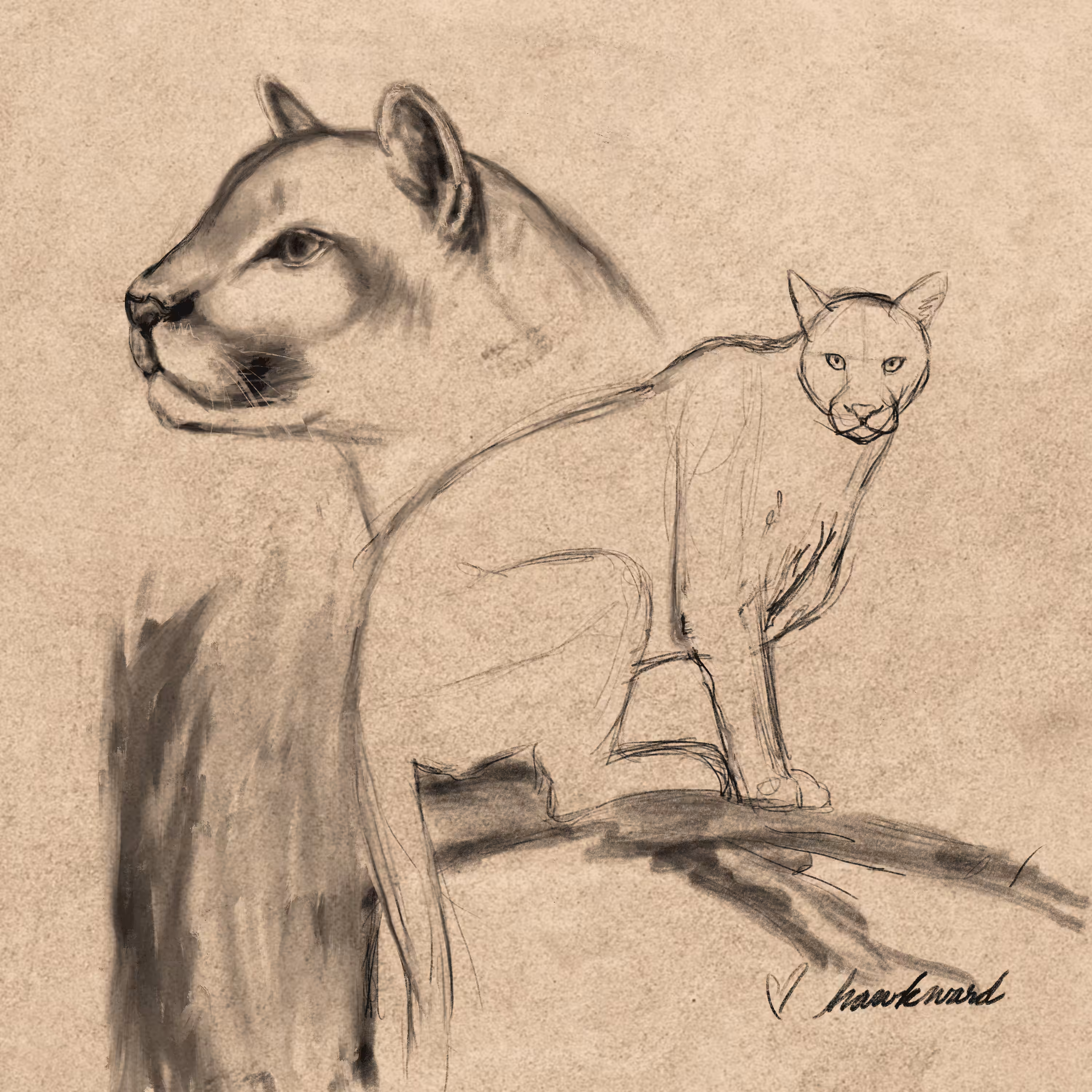#12 Puma concolor